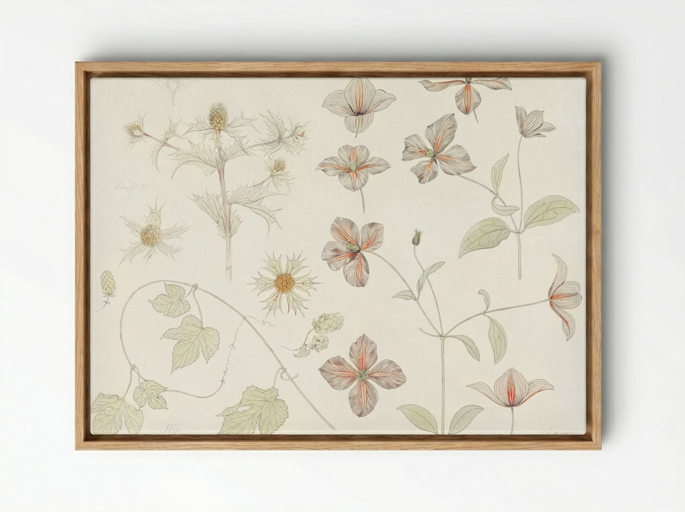 Study Sheet with Sea Thistle, Hop and Clematis - Julie de Graag - Framed Canvas Wood