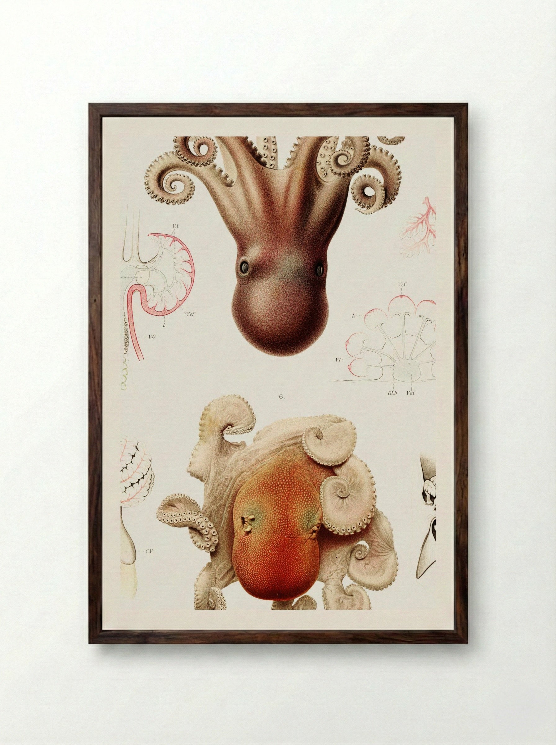 Octopus Illustration - Albert I of Monaco - Framed Print Dark Wood