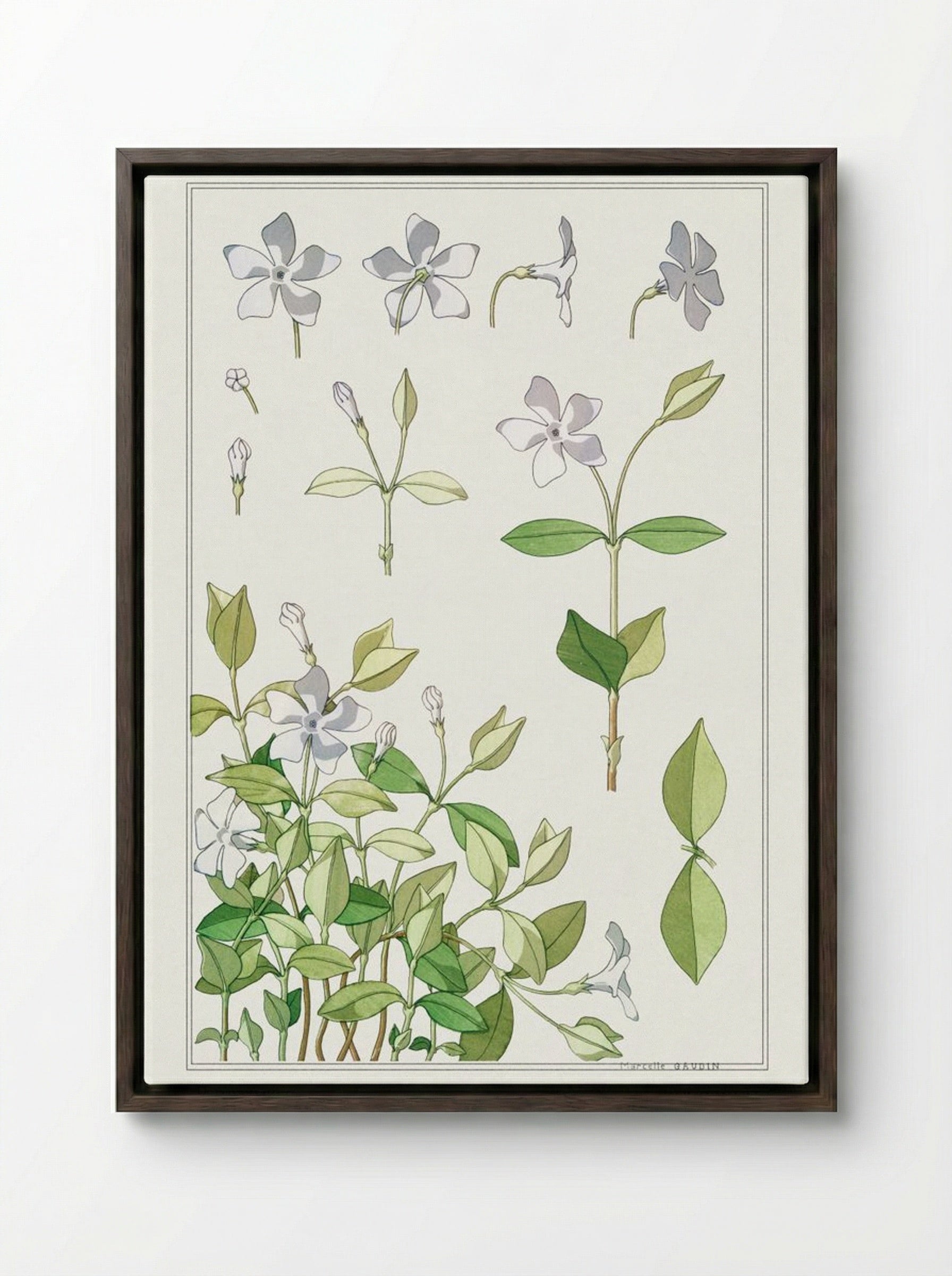 Pervenche (Periwinkle) from La Plante et ses Applications ornementales - Maurice Pillard Verneuil - Framed Canvas Dark Wood