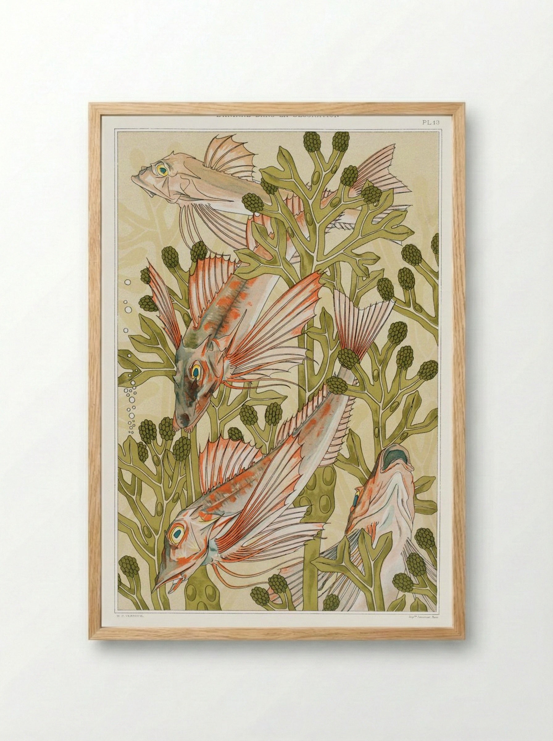 Rouget (From L'animal dans la décoration) - Maurice Pillard Verneuil - Framed Print Wood