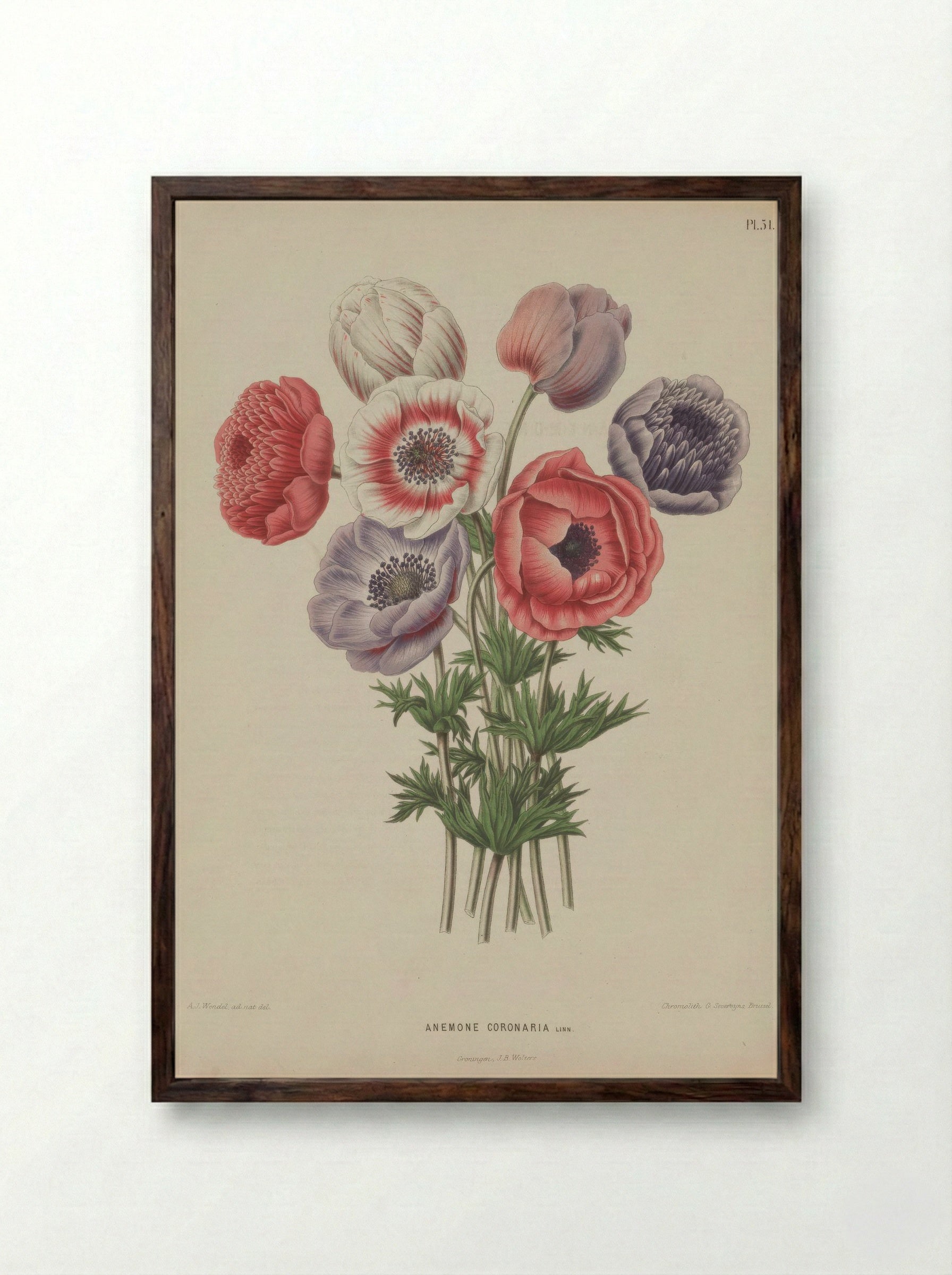 Anemone Coronaria L. - A. J. Wendel - Framed Print Dark Wood