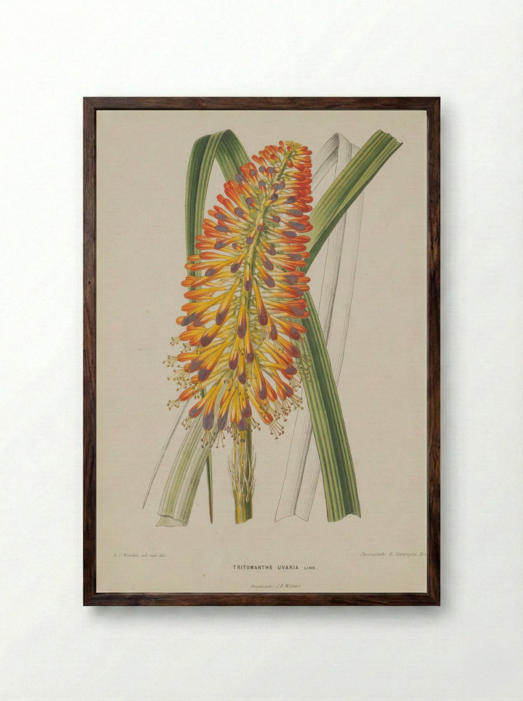 Aloe Uvaria L. - A. J. Wendel - Framed Print Dark Wood
