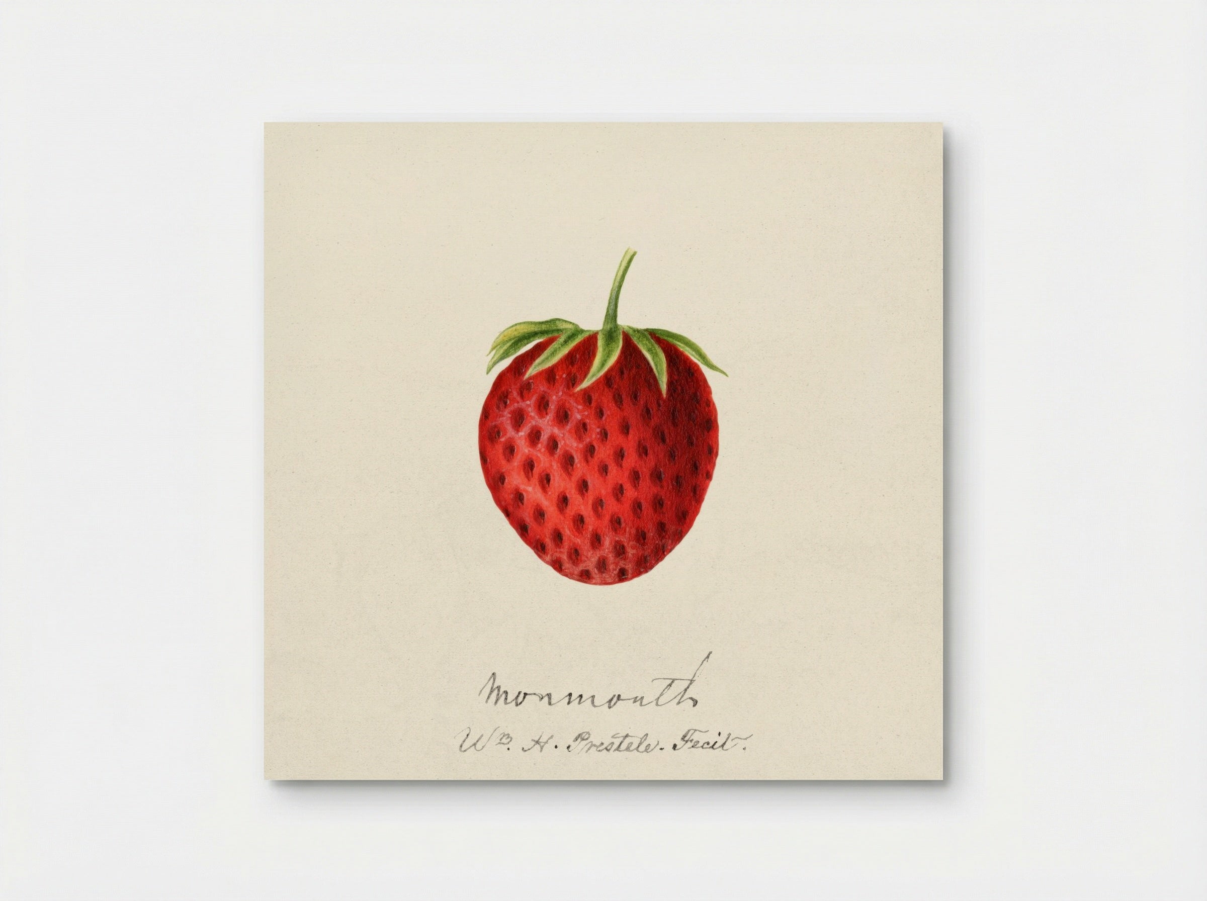 Strawberry (1891) - William Henry Prestele - Poster