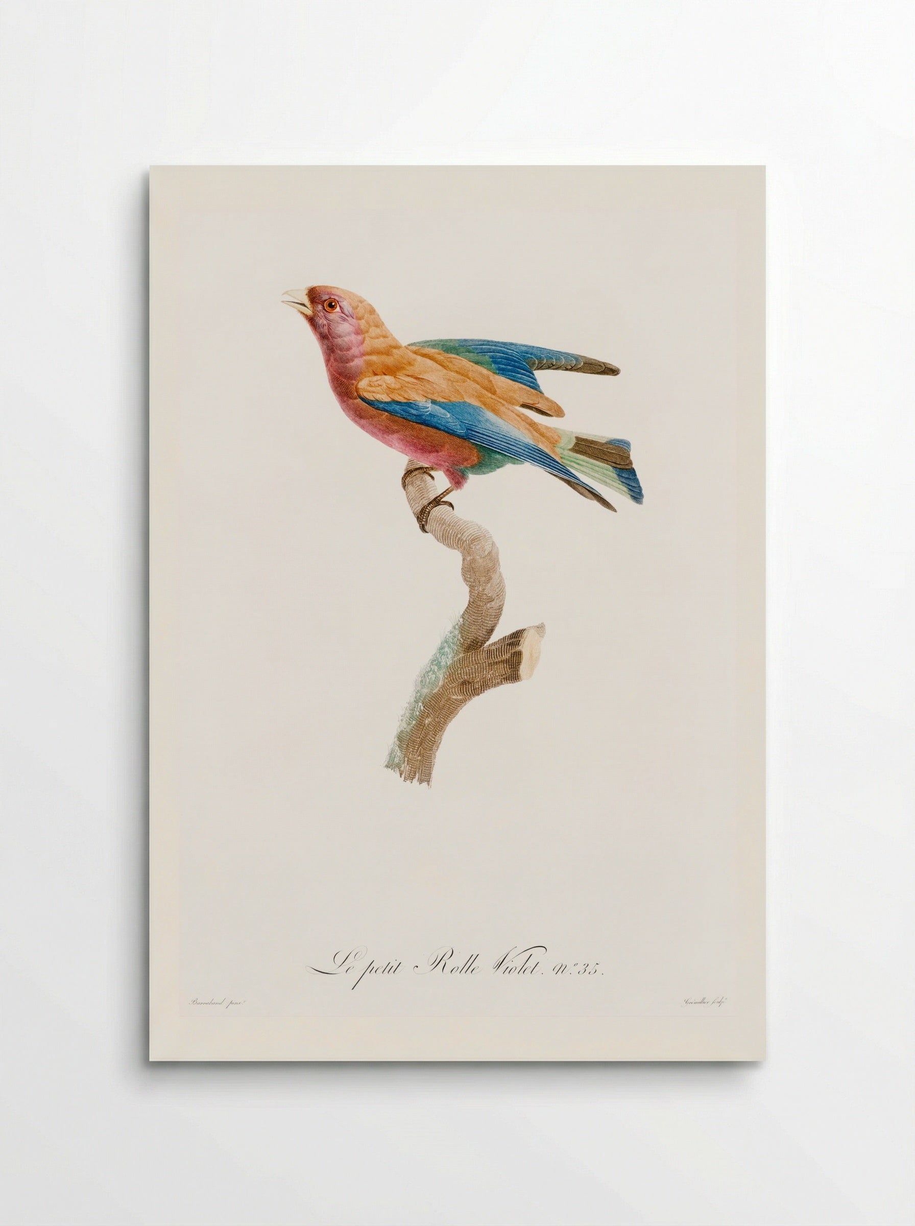 Young Violet Roller - Jacques Barraband - Poster