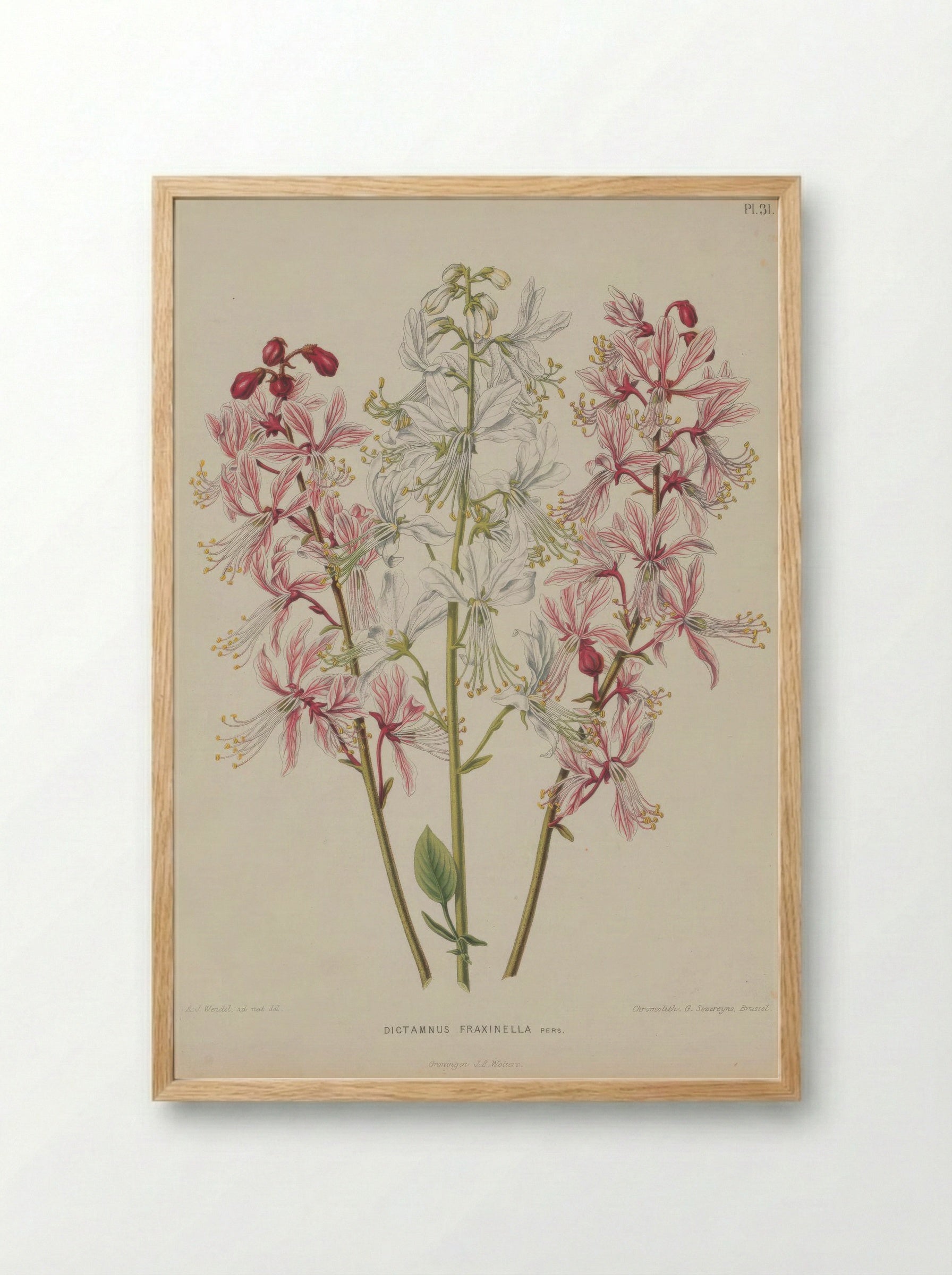 Dictamnus Albus L. - A. J. Wendel - Framed Print Wood