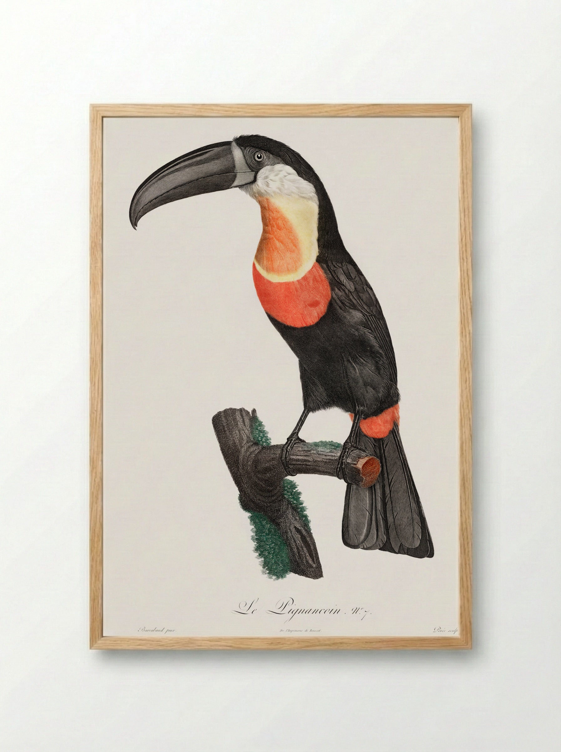 Toucan - Jacques Barraband - Framed Print Wood