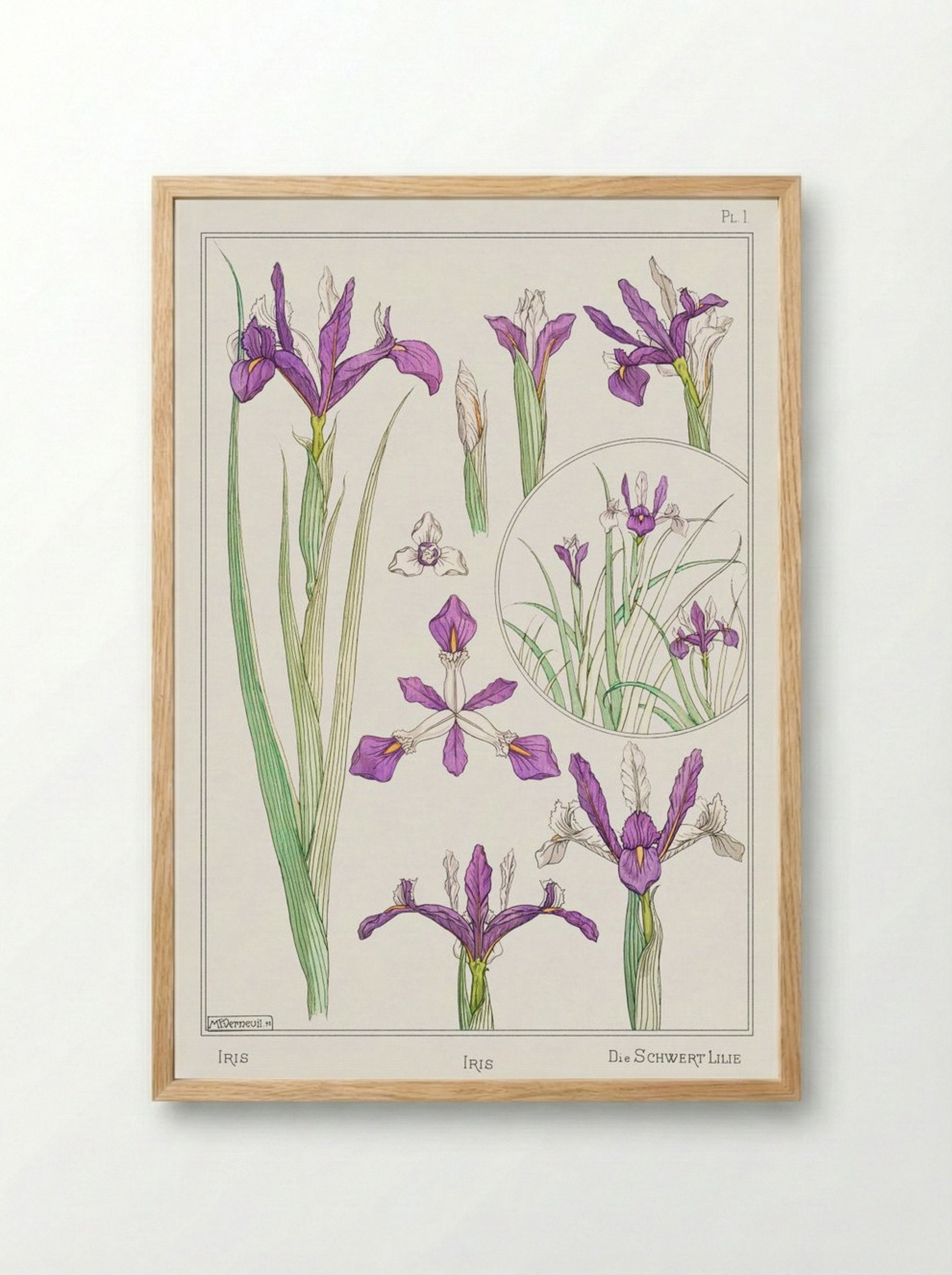 Iris, from La Plante et ses Applications ornementales - Maurice Pillard Verneuil - Framed Print Wood