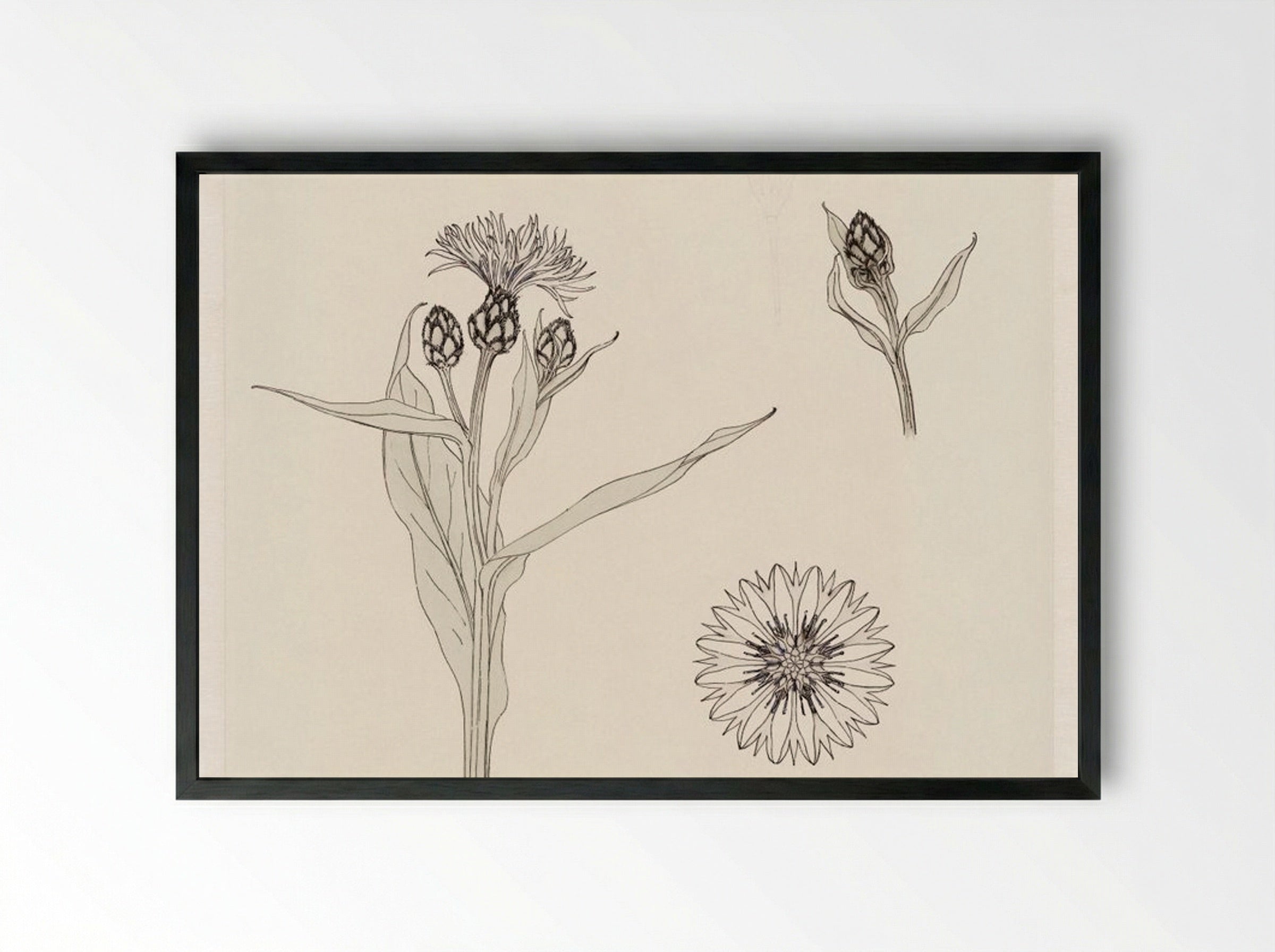 Cornflowers, Colour Sketch - Julie de Graag - Framed Print Black