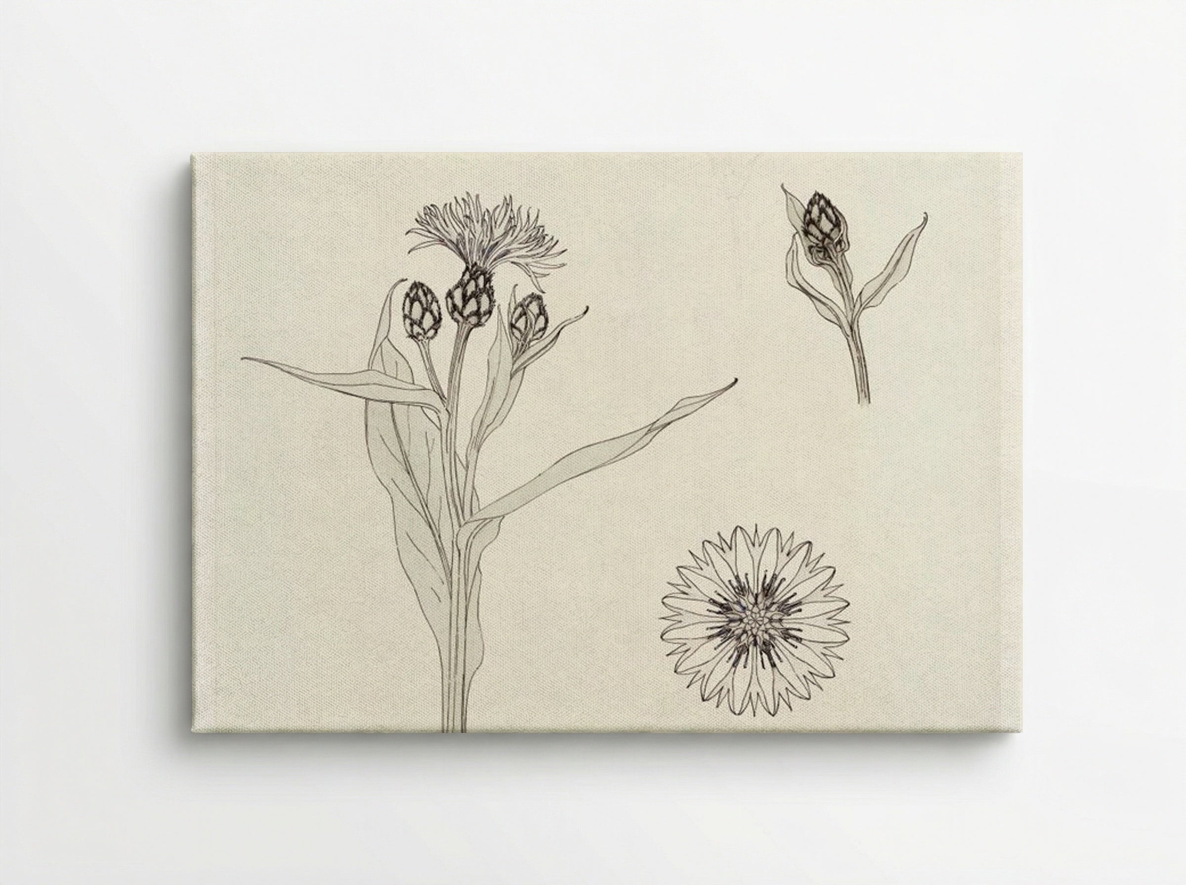 Cornflowers, Colour Sketch - Julie de Graag - Canvas