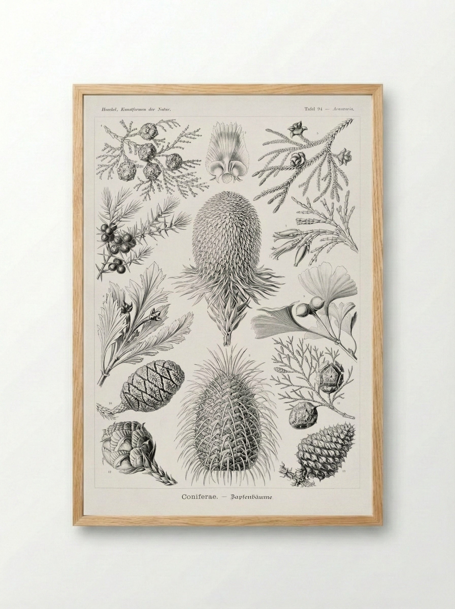 Coniferae-Bapfenbäume (1904) - Ernst Haeckel - Framed Print Wood