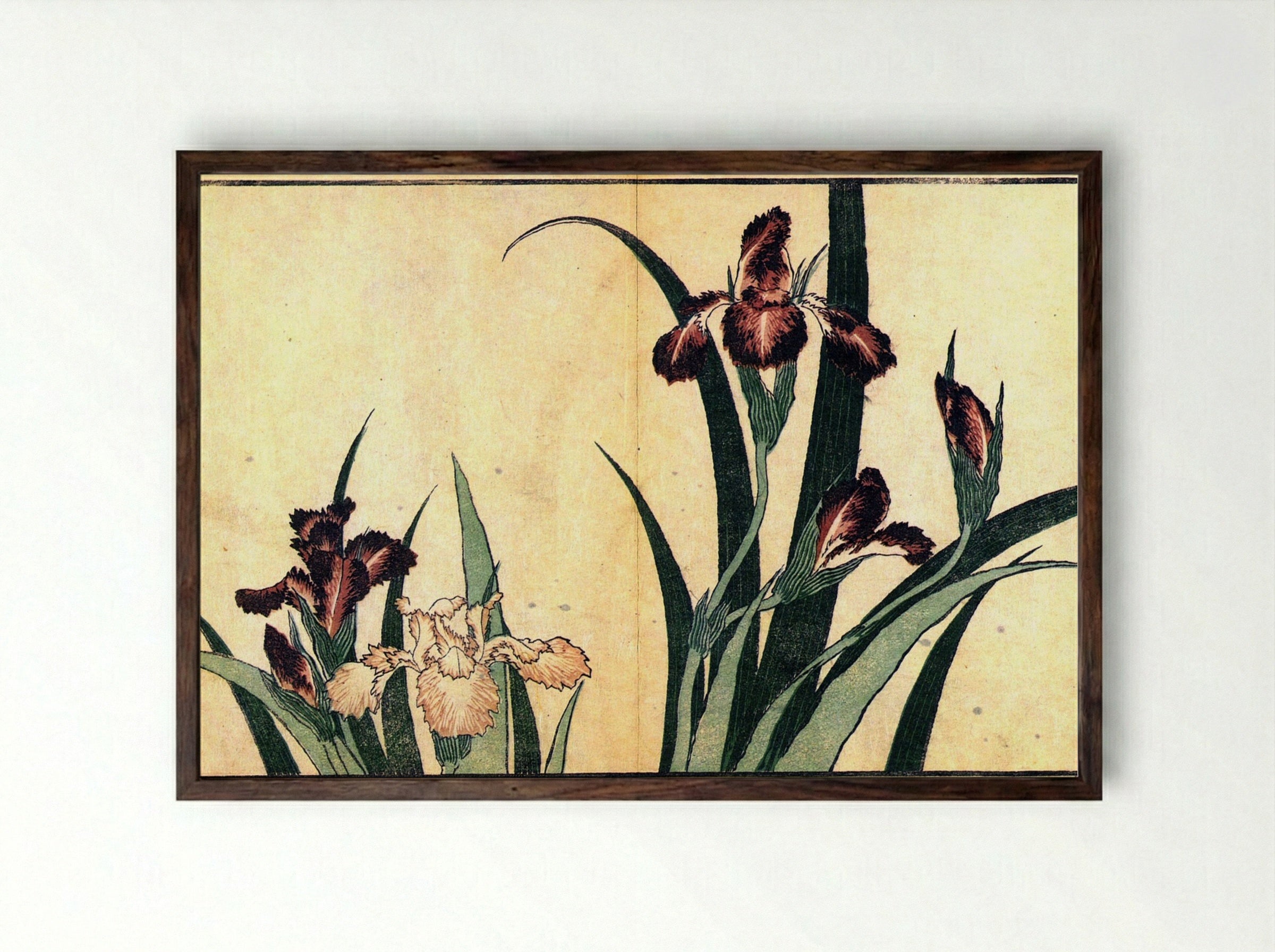 Irises - Fine Art Print - Framed Print Dark Wood
