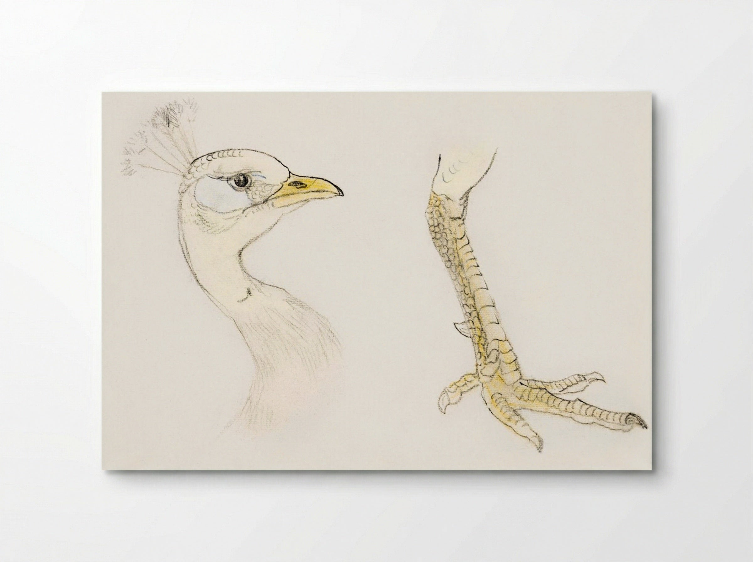 Head and Foot of a Peacock - Theo van Hoytema - Poster