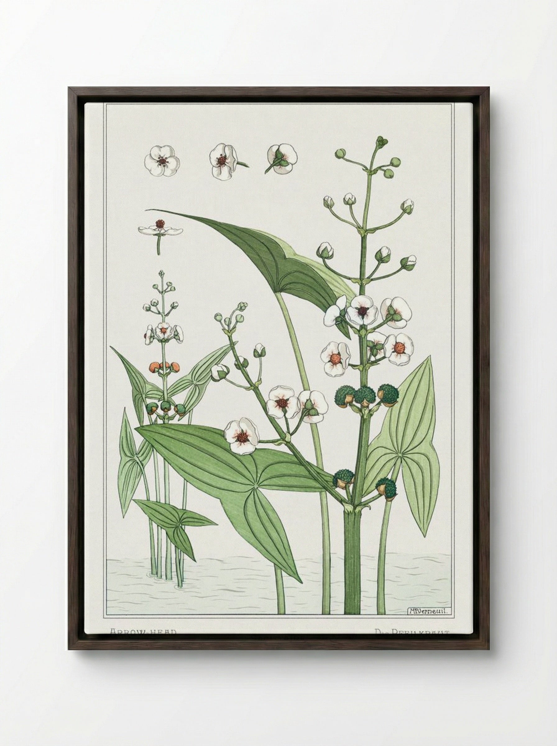 Sagittaire (Arrowhead) from La Plante et ses Applications ornementales - Maurice Pillard Verneuil - Framed Canvas Dark Wood