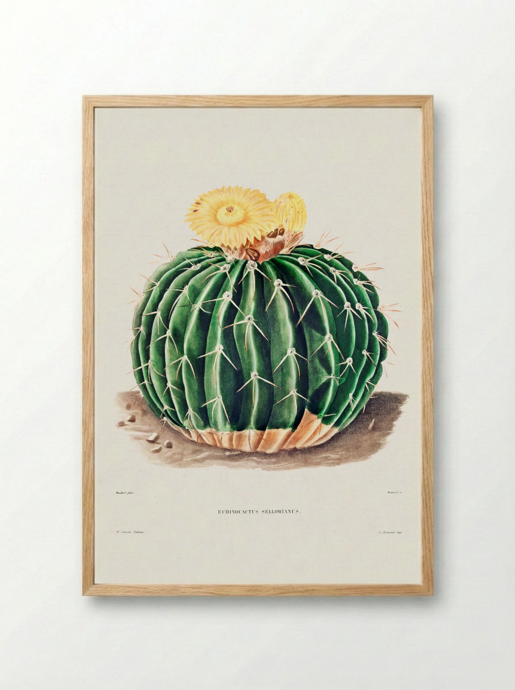 Parodia Sellowii (Echinocactus Sellowianus) - Charles Antoine Lemaire - Framed Print Wood