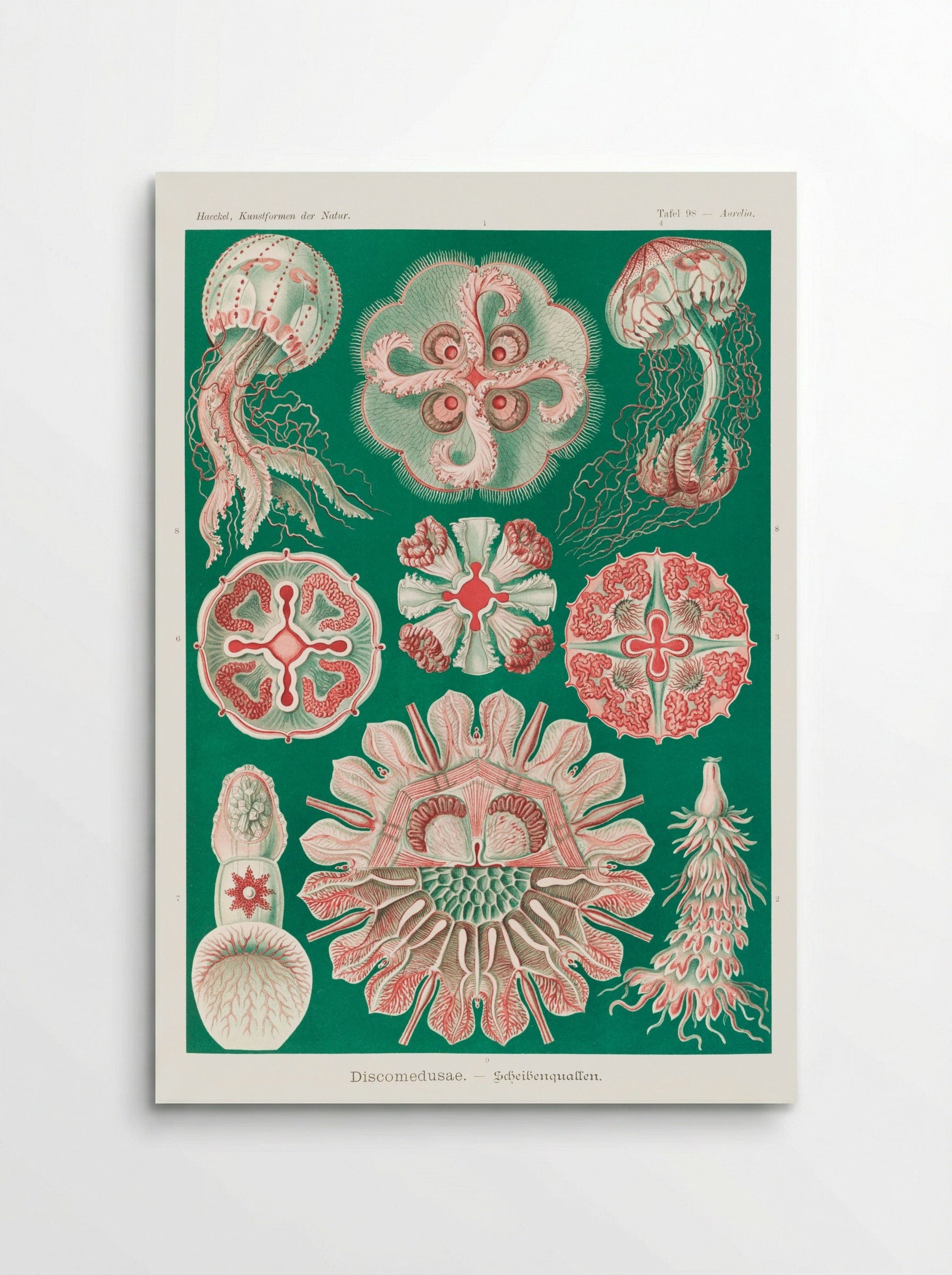 Discomedusae-Schweibenquallen (1904) - Ernst Haeckel - Poster