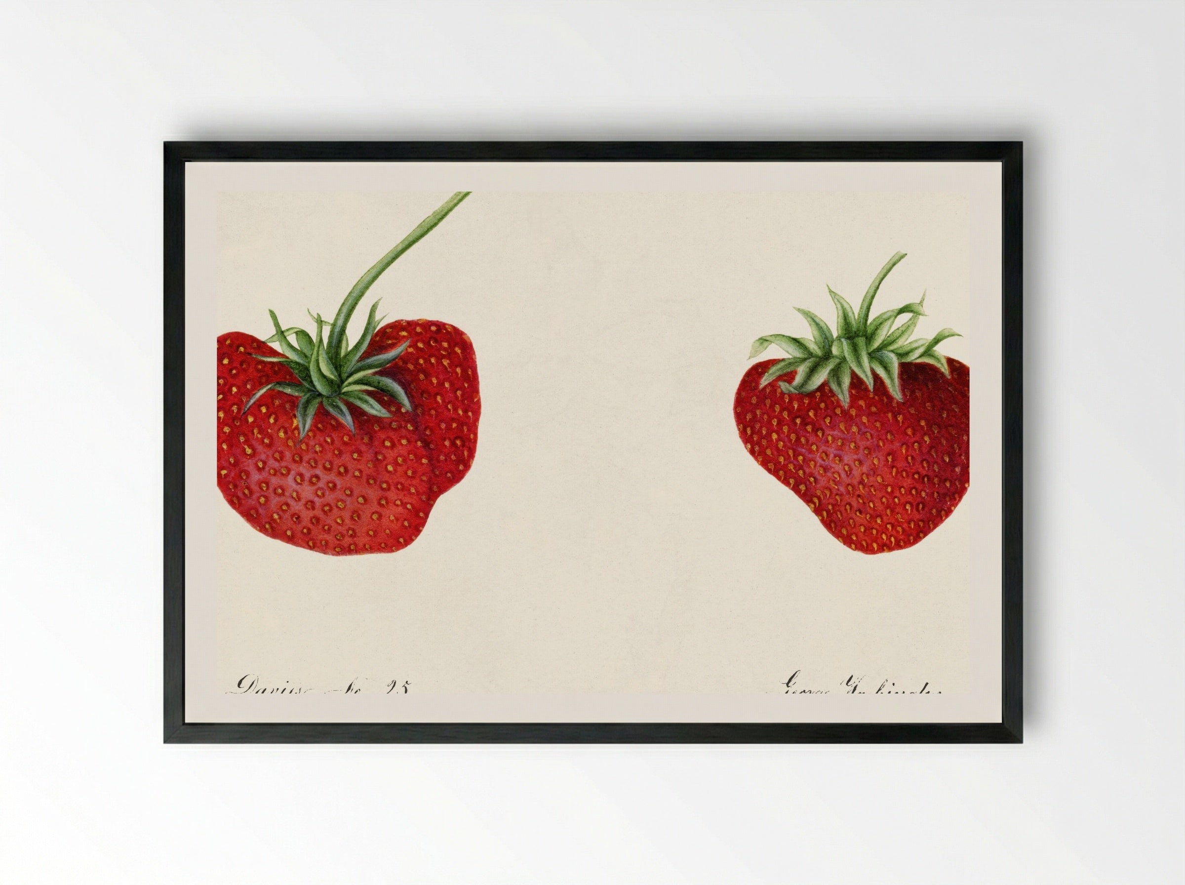 Strawberries (Fragaria) (1890) - William Henry Prestele - Framed Print Black
