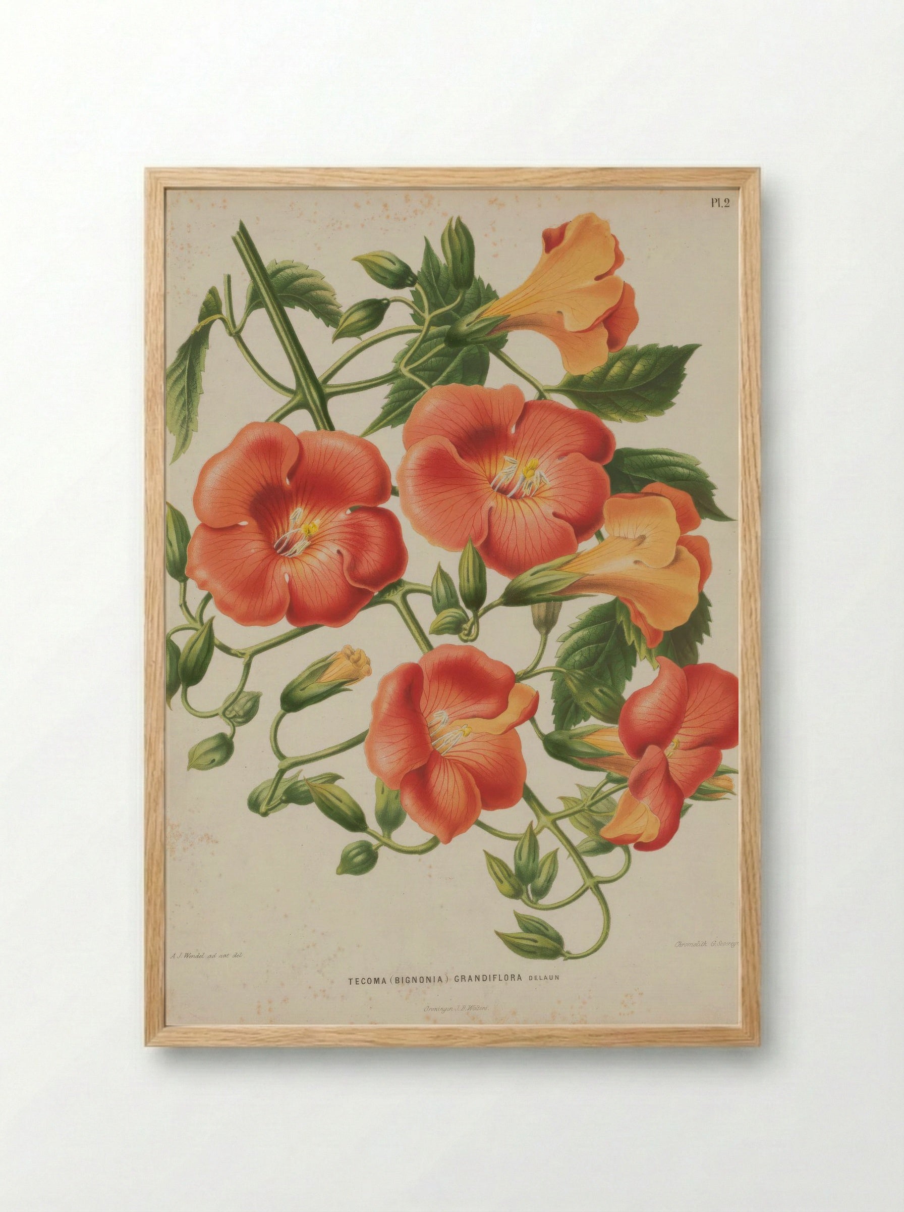 Campsis Grandiflora Thunb. Schumann - A. J. Wendel - Framed Print Wood