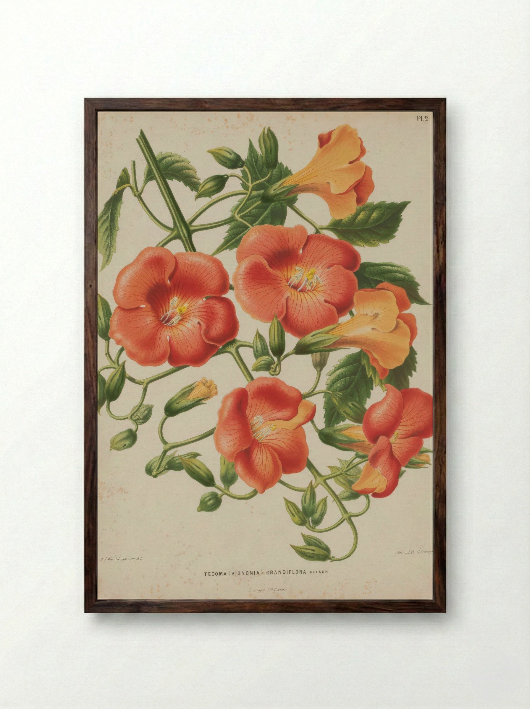 Campsis Grandiflora Thunb. Schumann - A. J. Wendel - Framed Print Dark Wood
