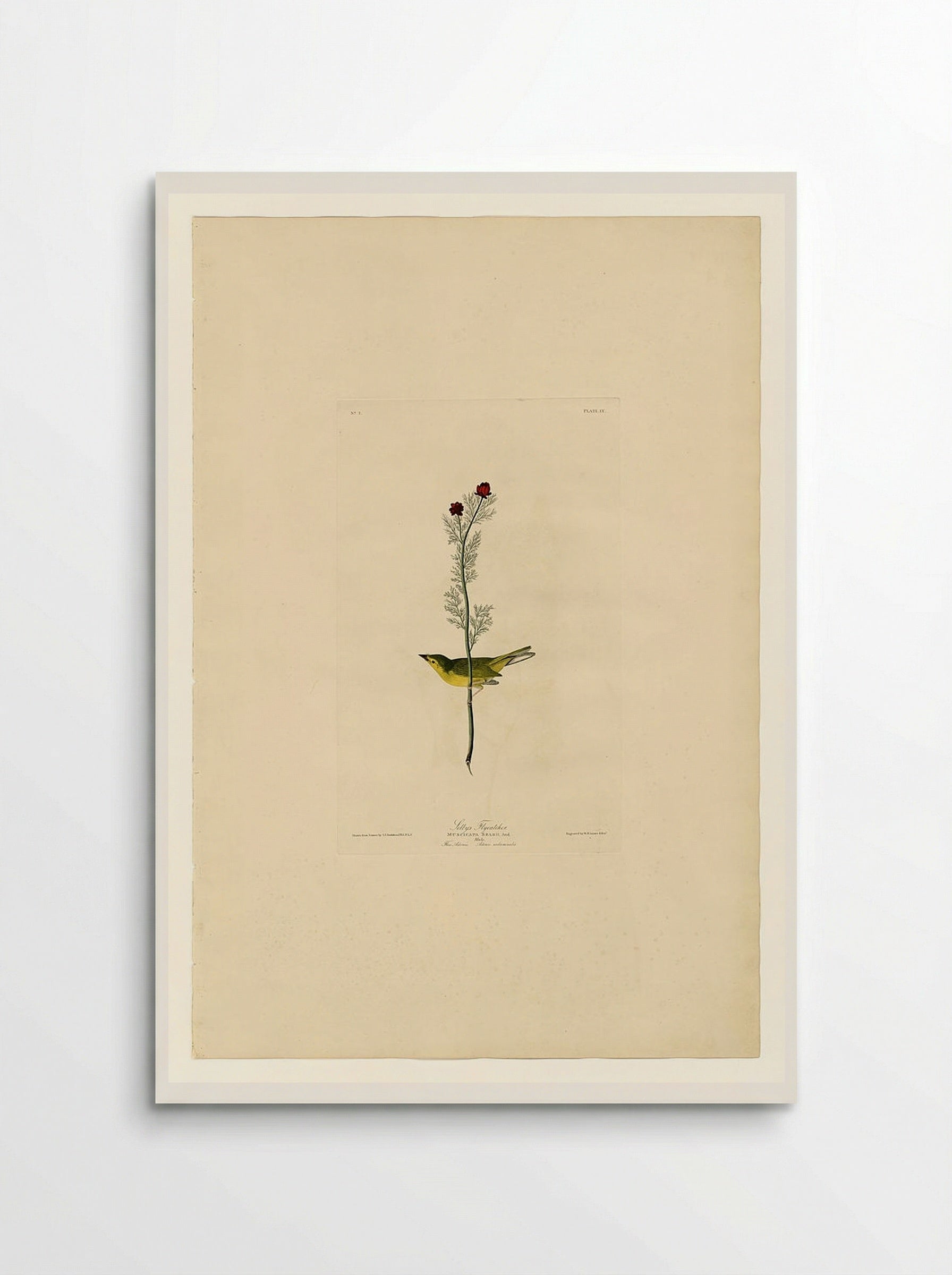 Plate 9, Selby's Flycatcher - John James Audubon - Poster