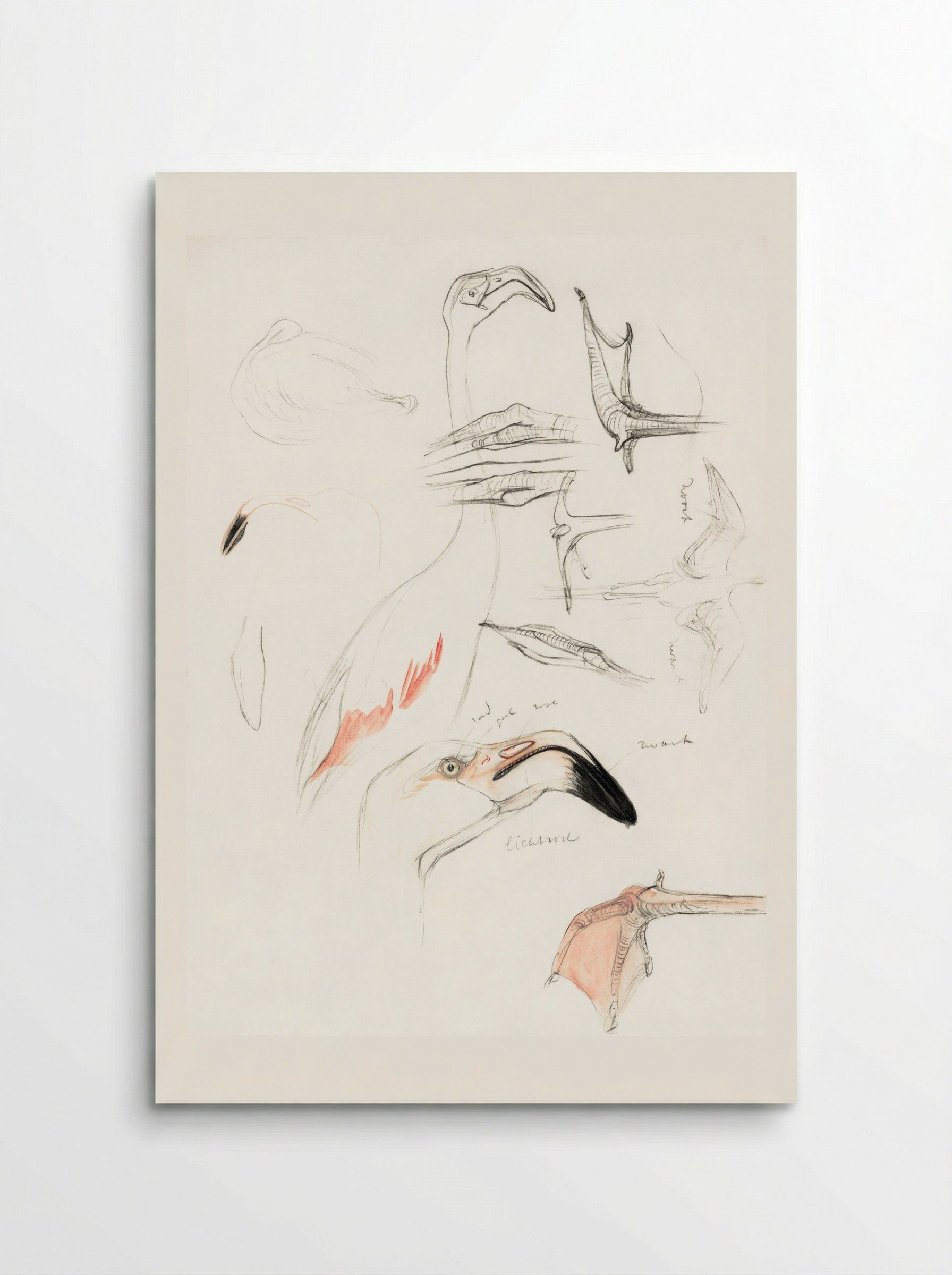 Studies of a Flamingo - Theo van Hoytema - Poster