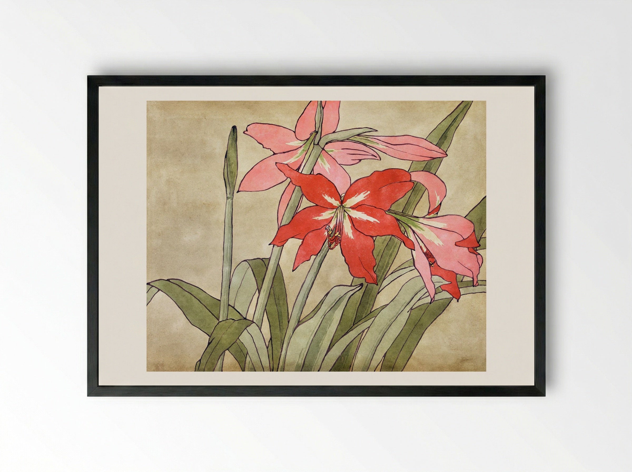Amaryllis (1915) - Hannah Borger Overbeck - Framed Print Black