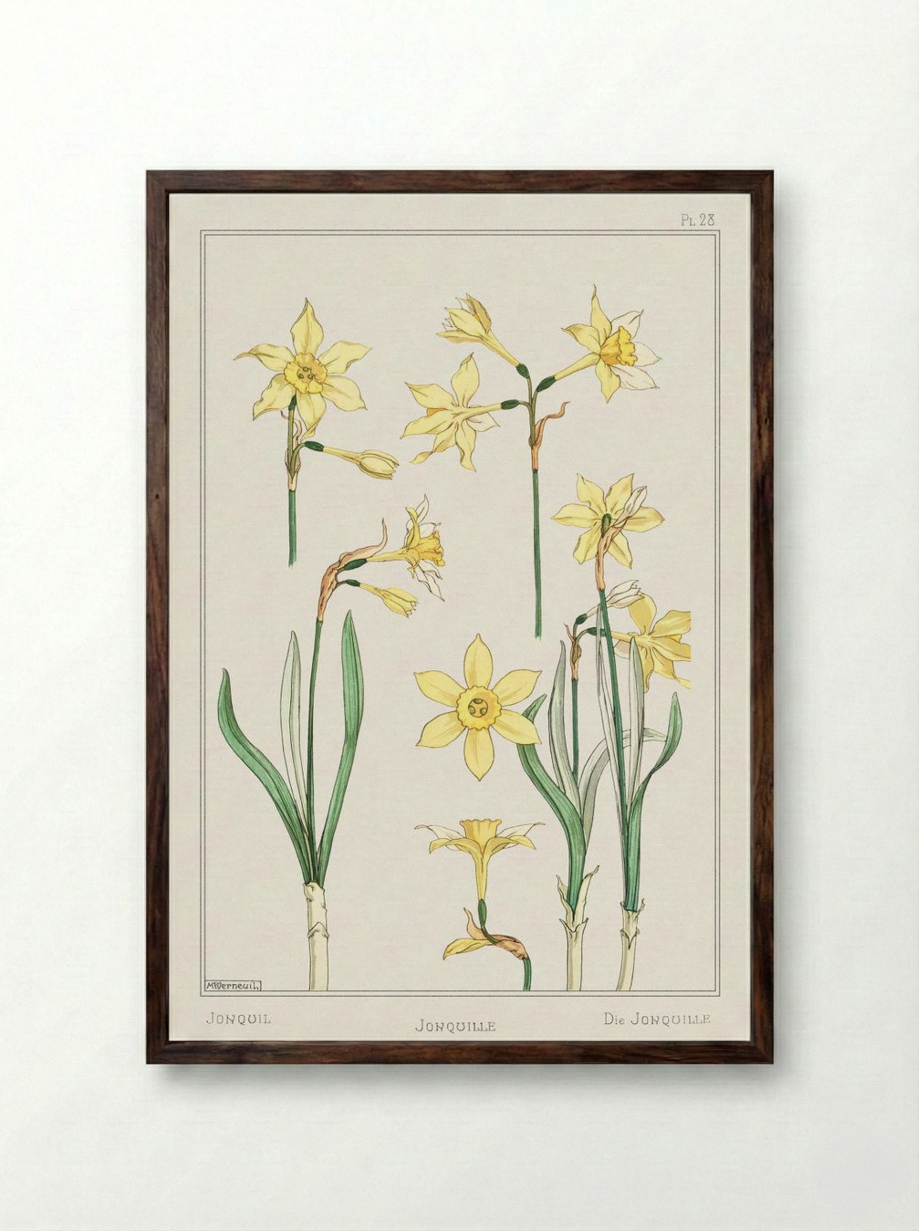 Jonquille or Jonquil - Maurice Pillard Verneuil - Framed Print Dark Wood