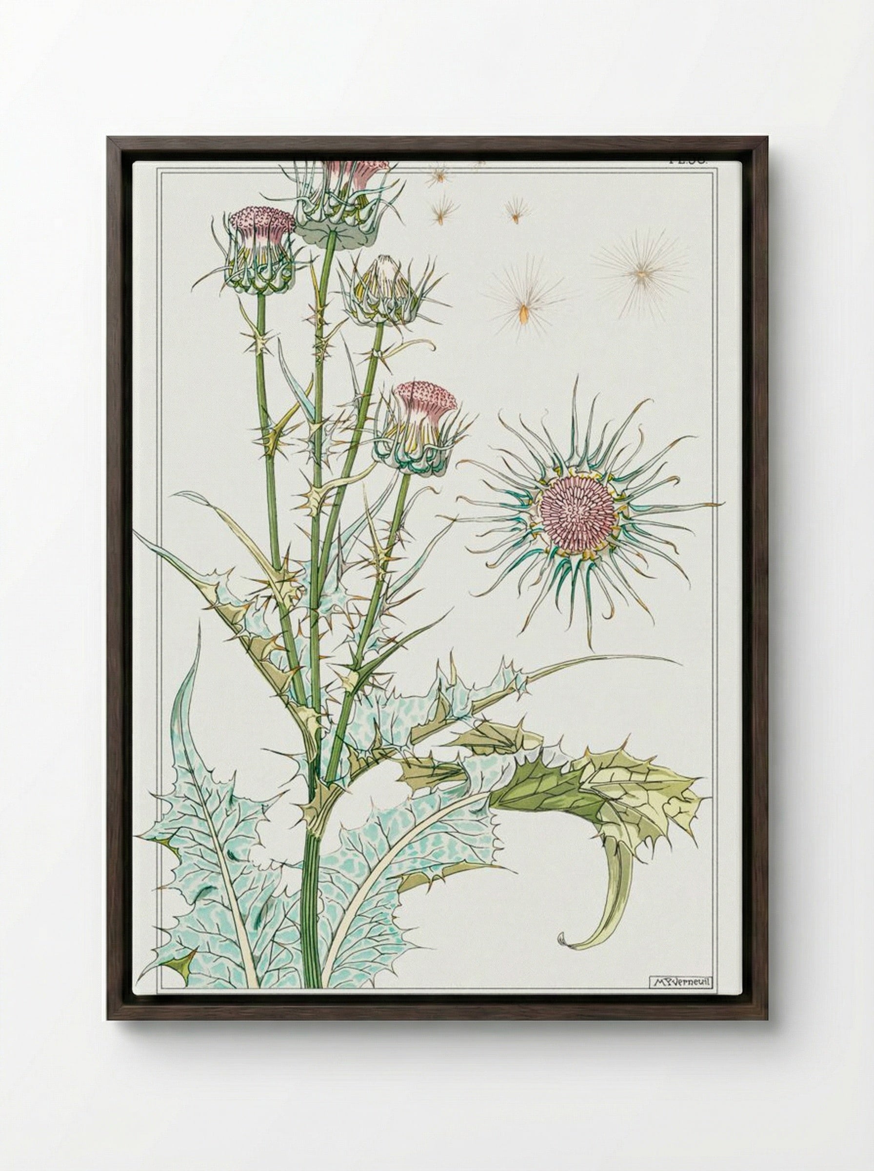 Chardon (Thistle) from La Plante et ses Applications ornementales - Maurice Pillard Verneuil - Framed Canvas Dark Wood
