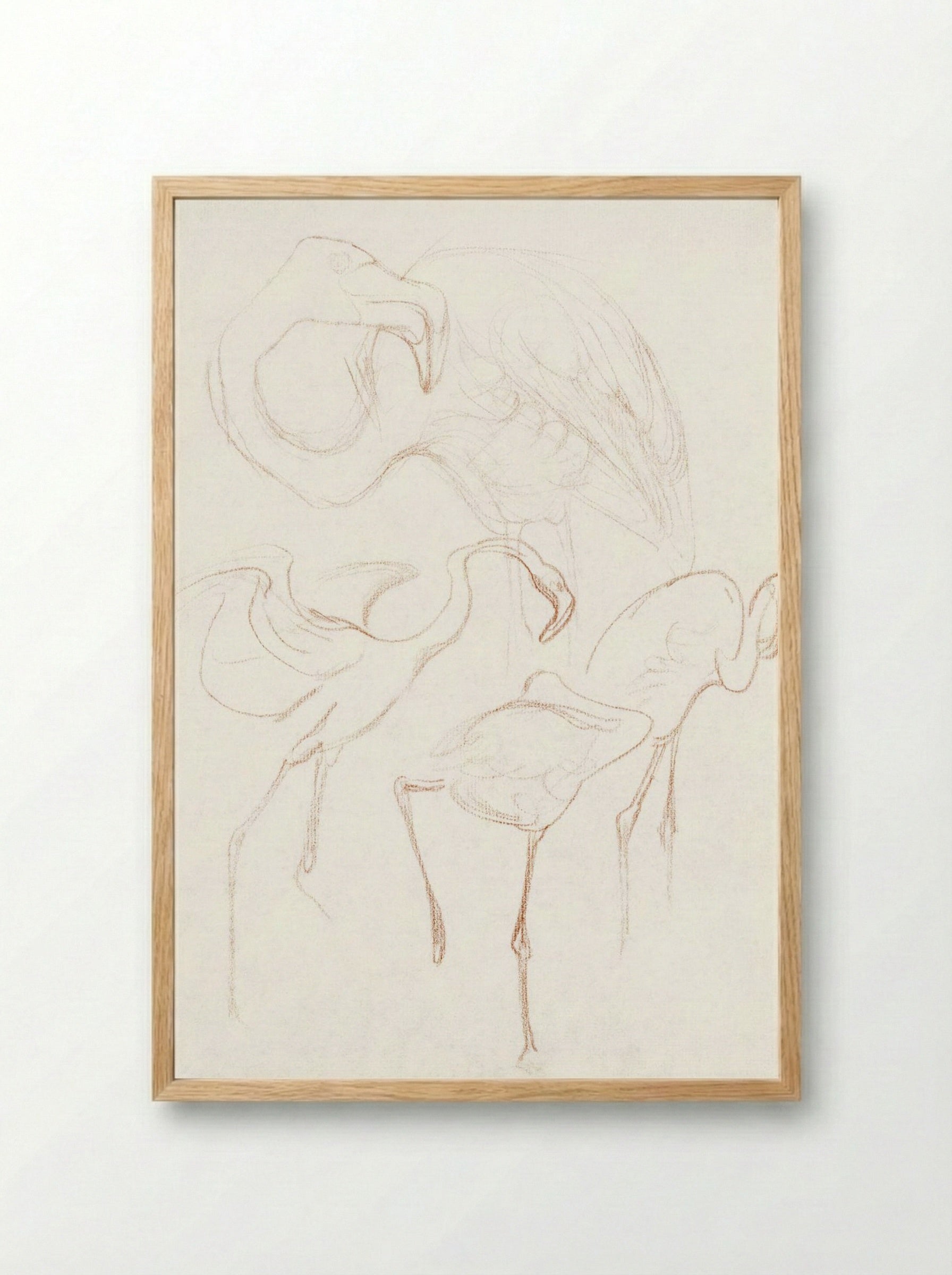 Studies of Flamingos - Theo van Hoytema - Framed Print Wood