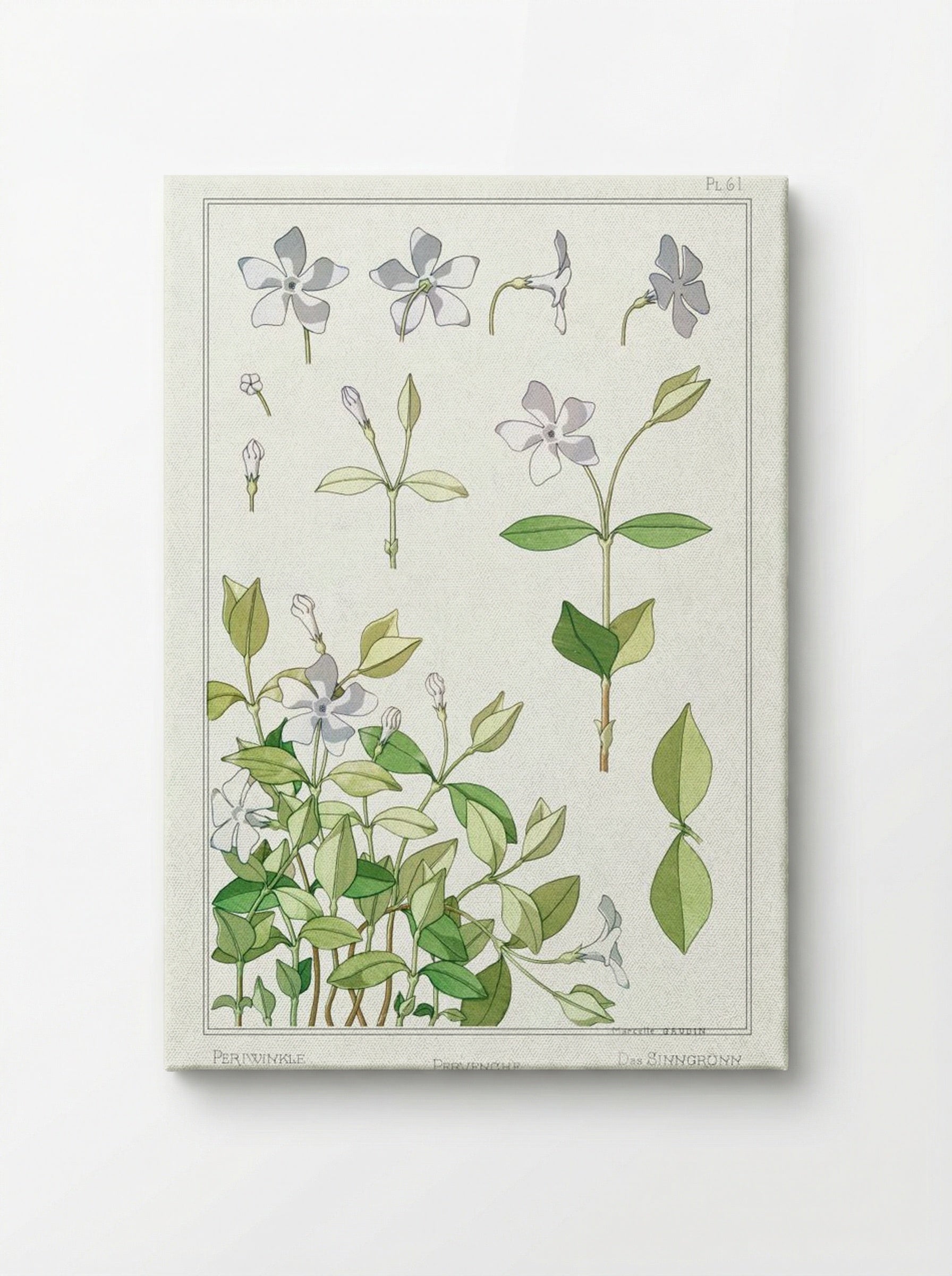 Pervenche (Periwinkle) from La Plante et ses Applications ornementales - Maurice Pillard Verneuil - Canvas