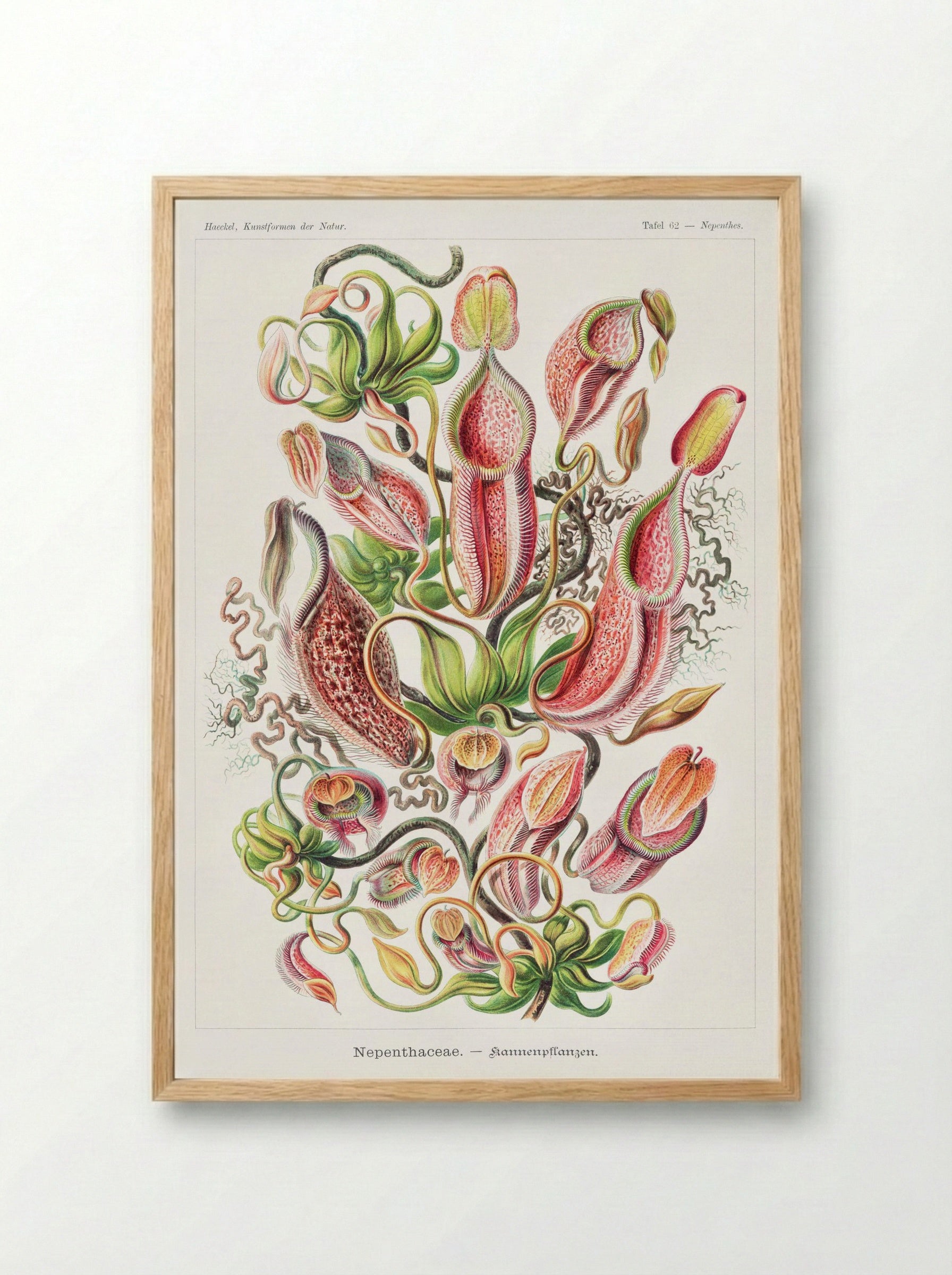Nepenthaceae-Kannenpflanzen (1904) - Ernst Haeckel - Framed Print Wood