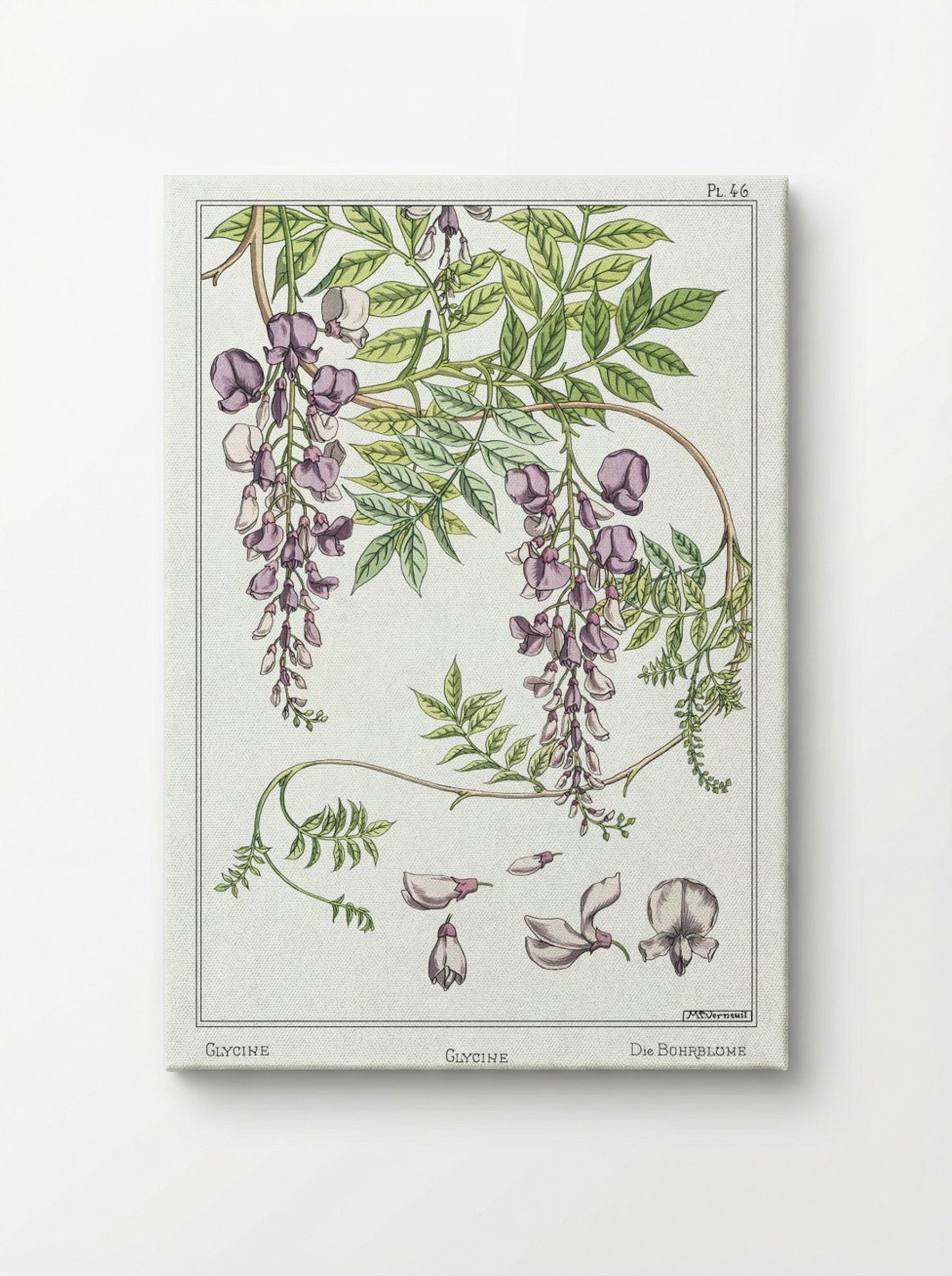 Glycine, Wisteria - Maurice Pillard Verneuil - Canvas