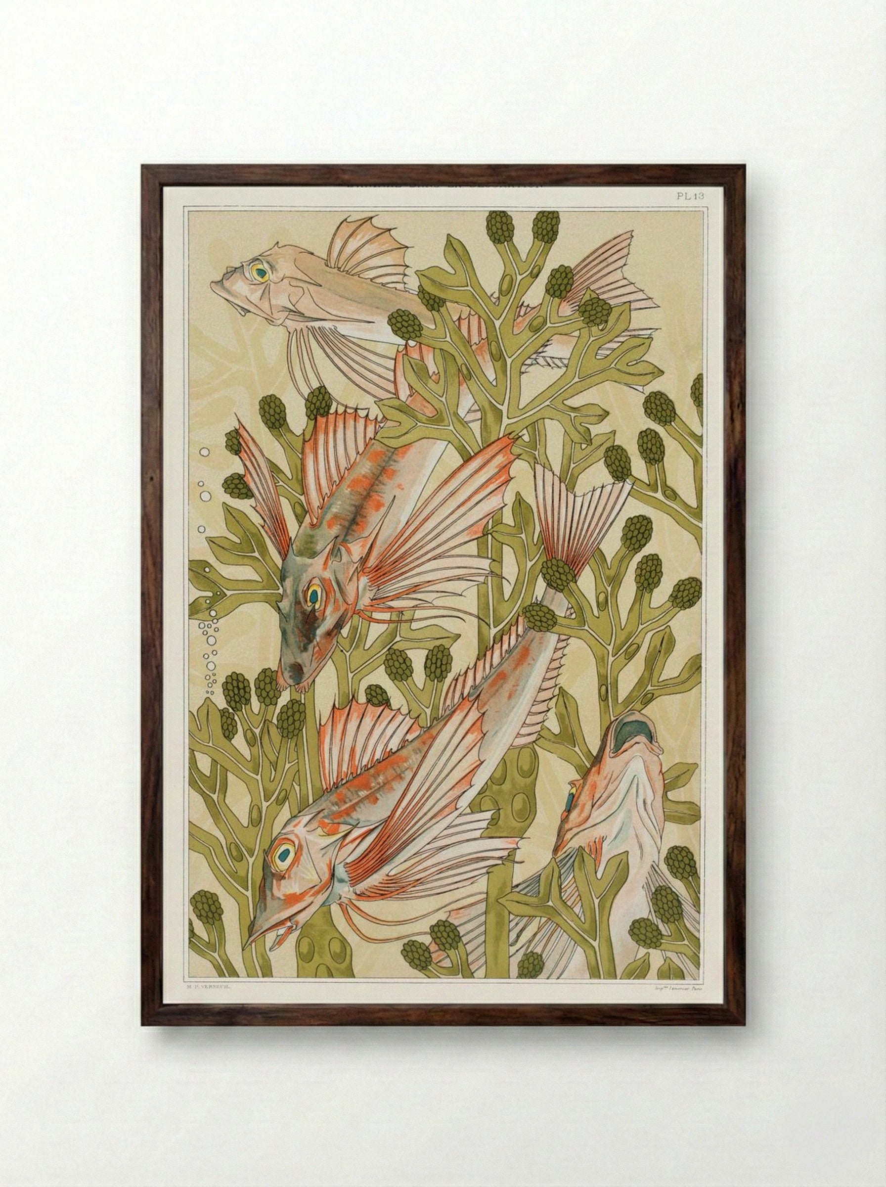 Rouget (From L'animal dans la décoration) - Maurice Pillard Verneuil - Framed Print Dark Wood