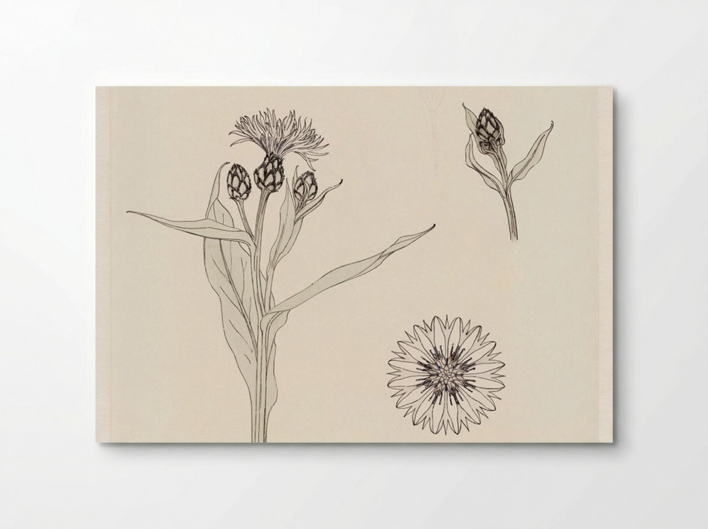 Cornflowers, Colour Sketch - Julie de Graag - Poster