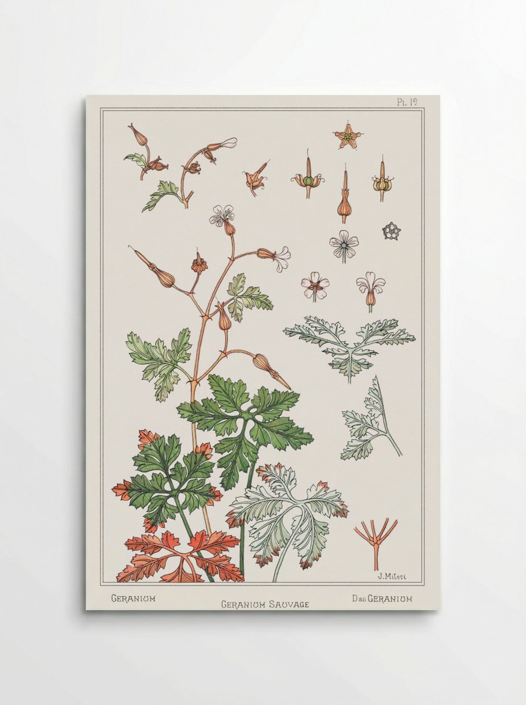 Geranium sauvage (Geranium) - Maurice Pillard Verneuil - Poster