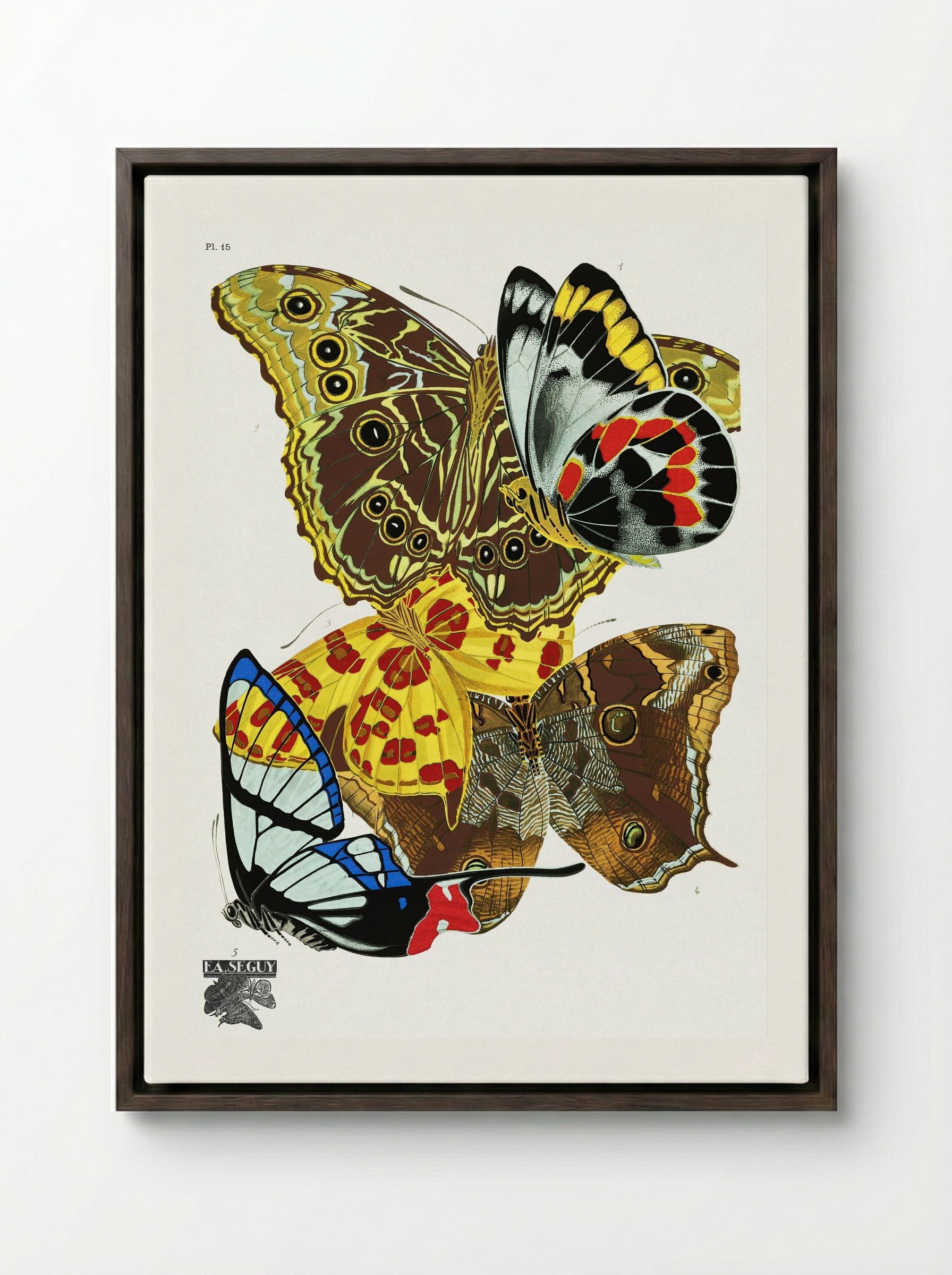 Butterflies (Plate 15) - Émile-Allain Séguy - Framed Canvas Dark Wood
