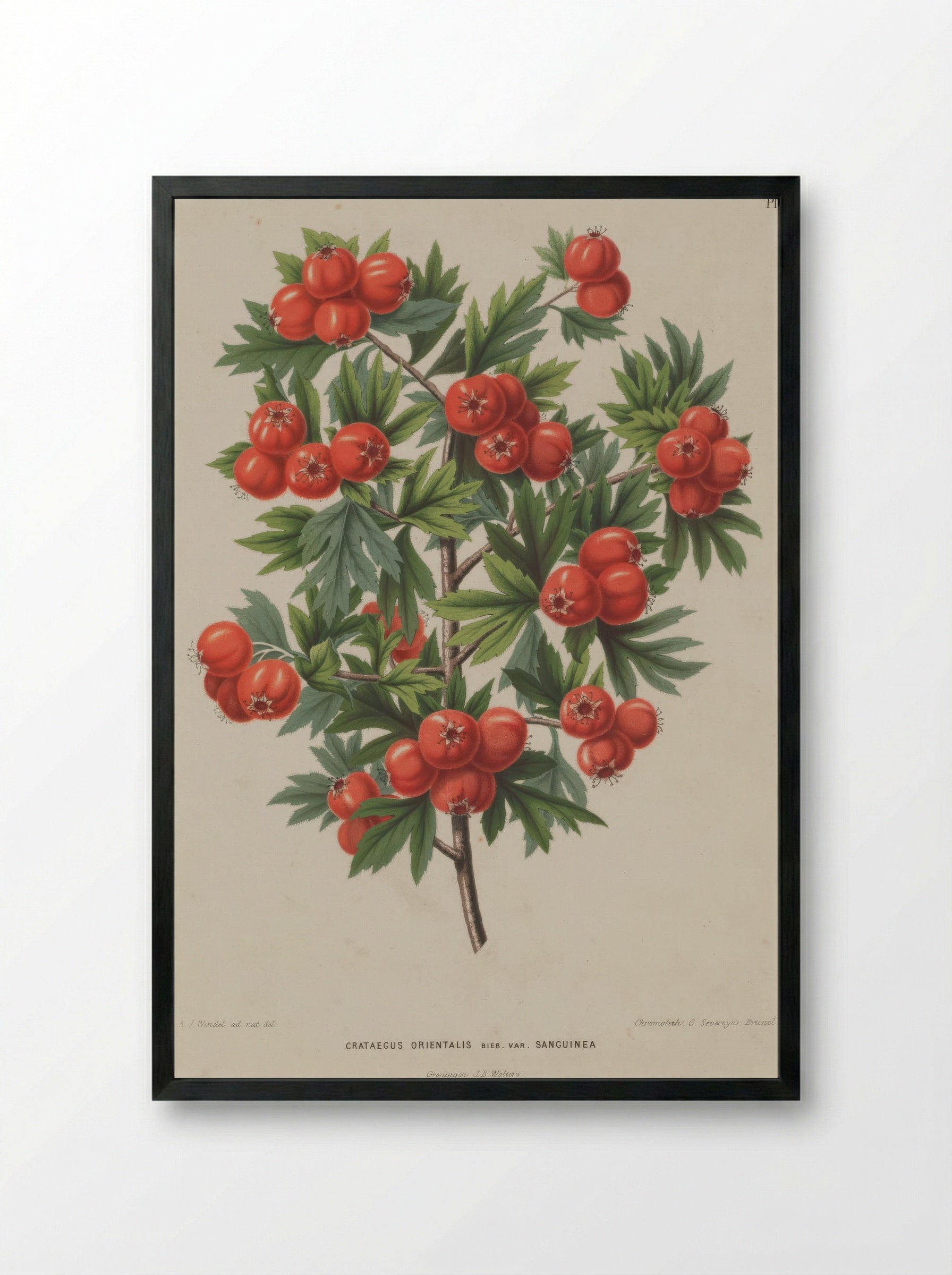 Crataegus Orientalis Pallas Ex Bieb. - A. J. Wendel - Framed Print Black