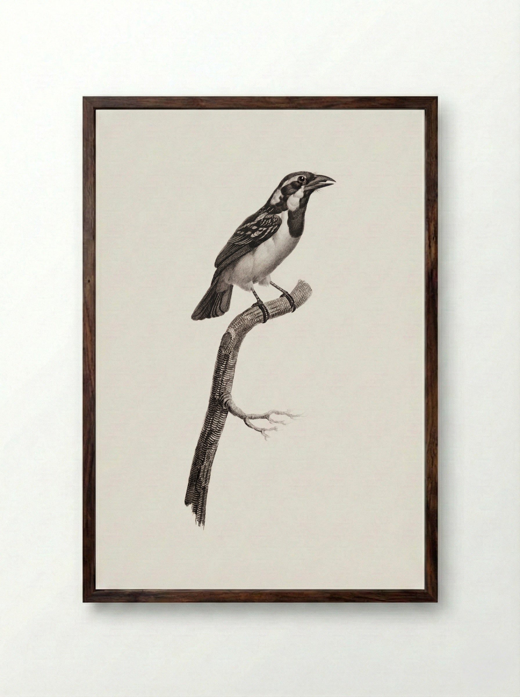Black-throated Sparrow - Jacques Barraband - Framed Print Dark Wood