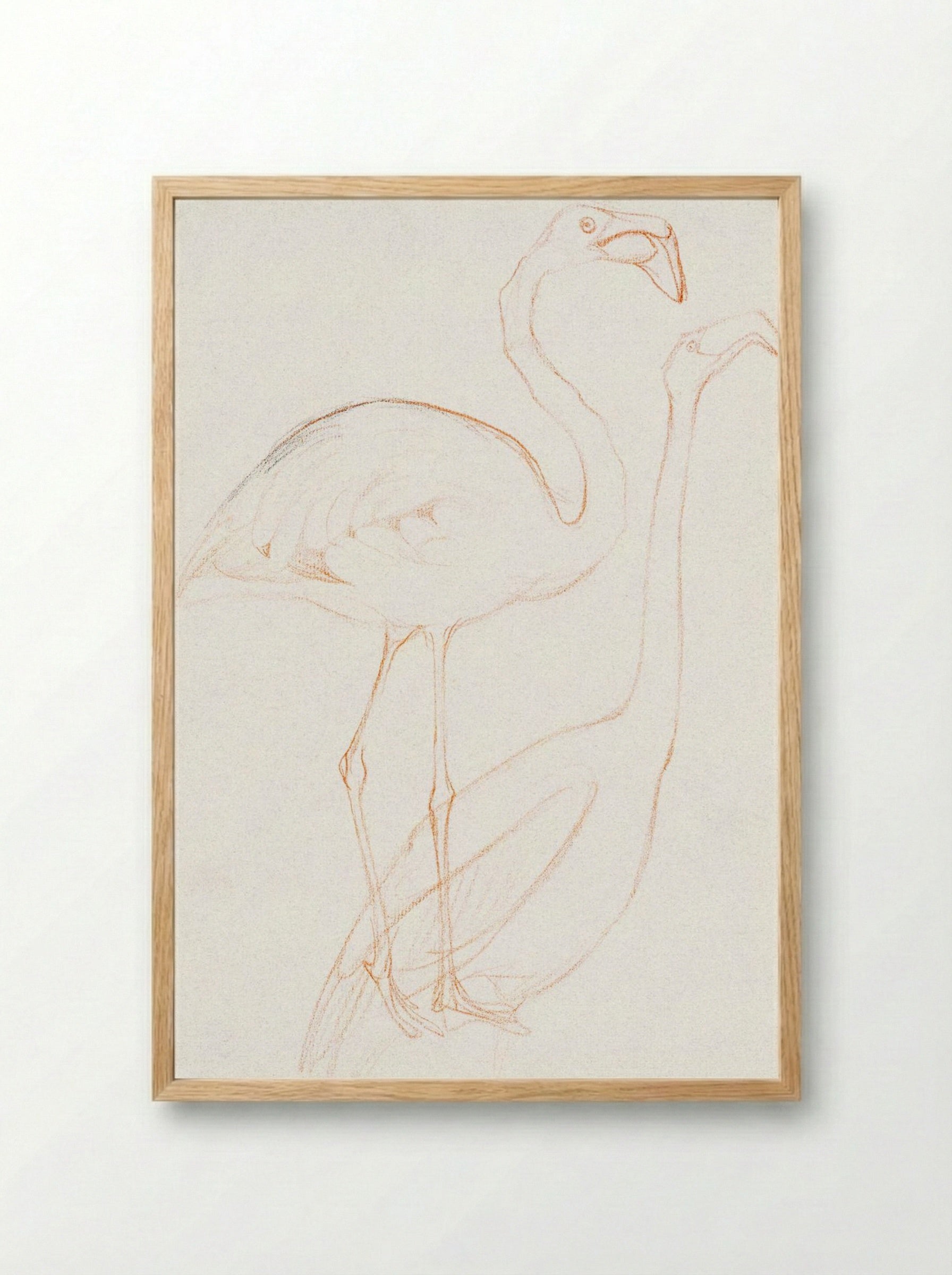 Two Studies of a Flamingo - Theo van Hoytema - Framed Print Wood