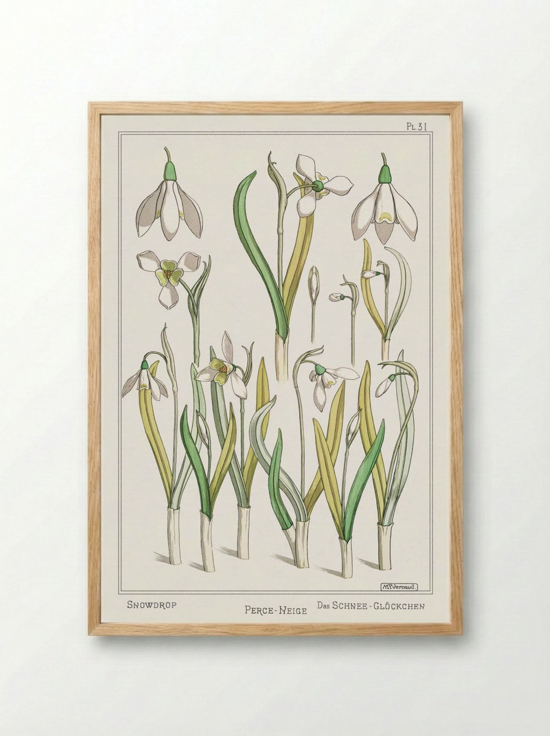 Perce-Neige (Snowdrops) - Maurice Pillard Verneuil - Framed Print Wood