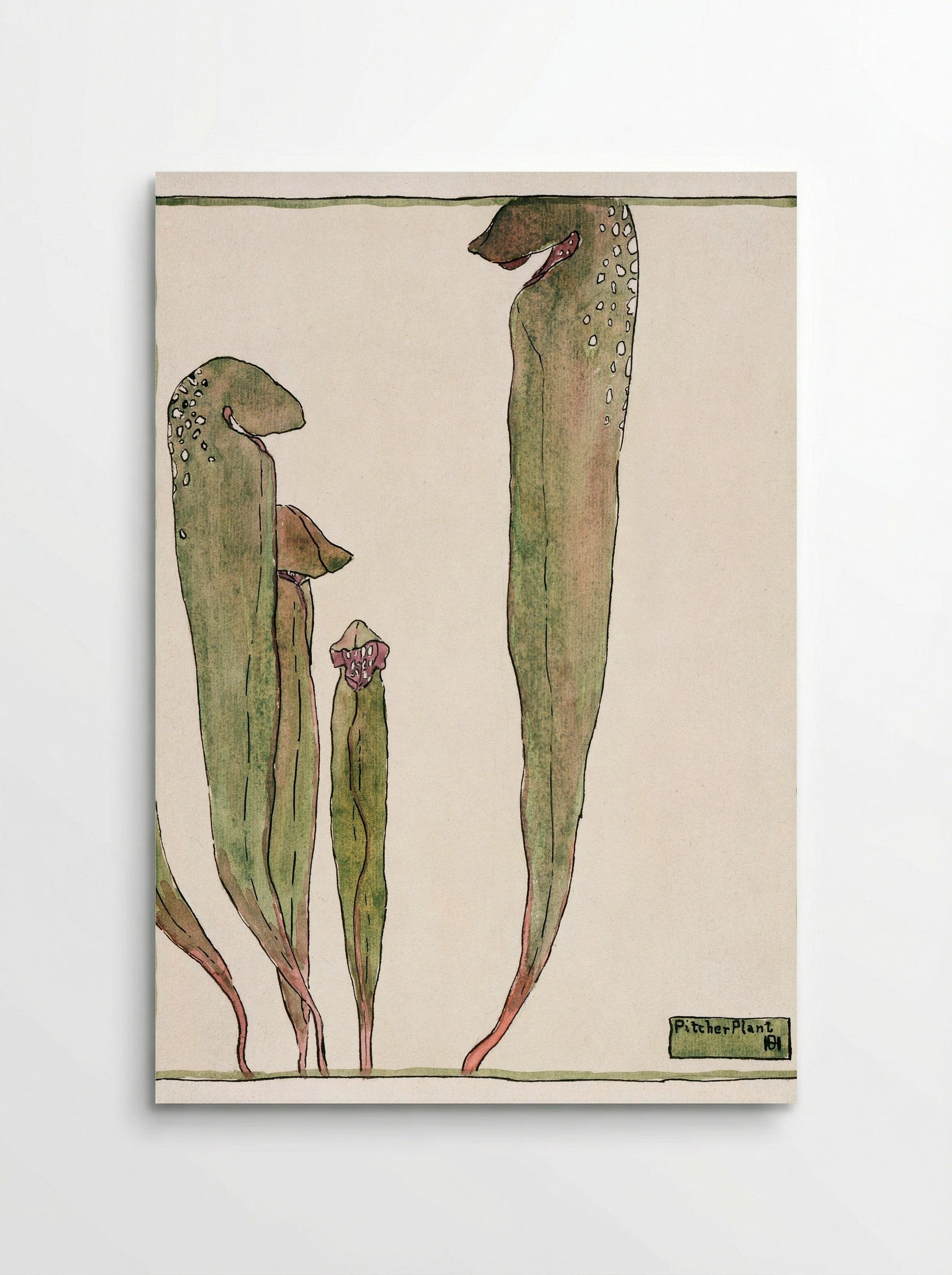 Pitcher Plant (1915) - Hannah Borger Overbeck - Poster