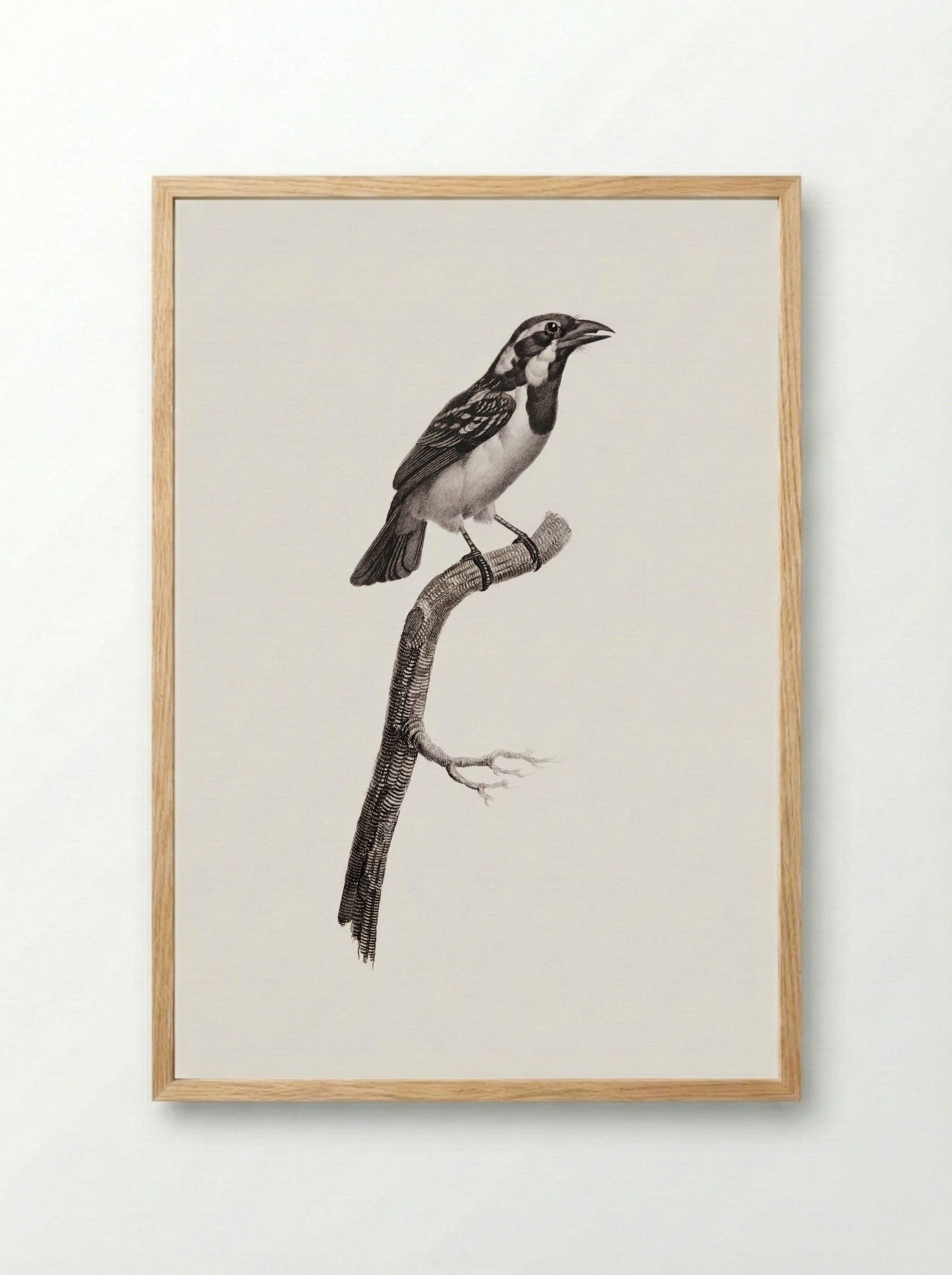 Black-throated Sparrow - Jacques Barraband - Framed Print Wood