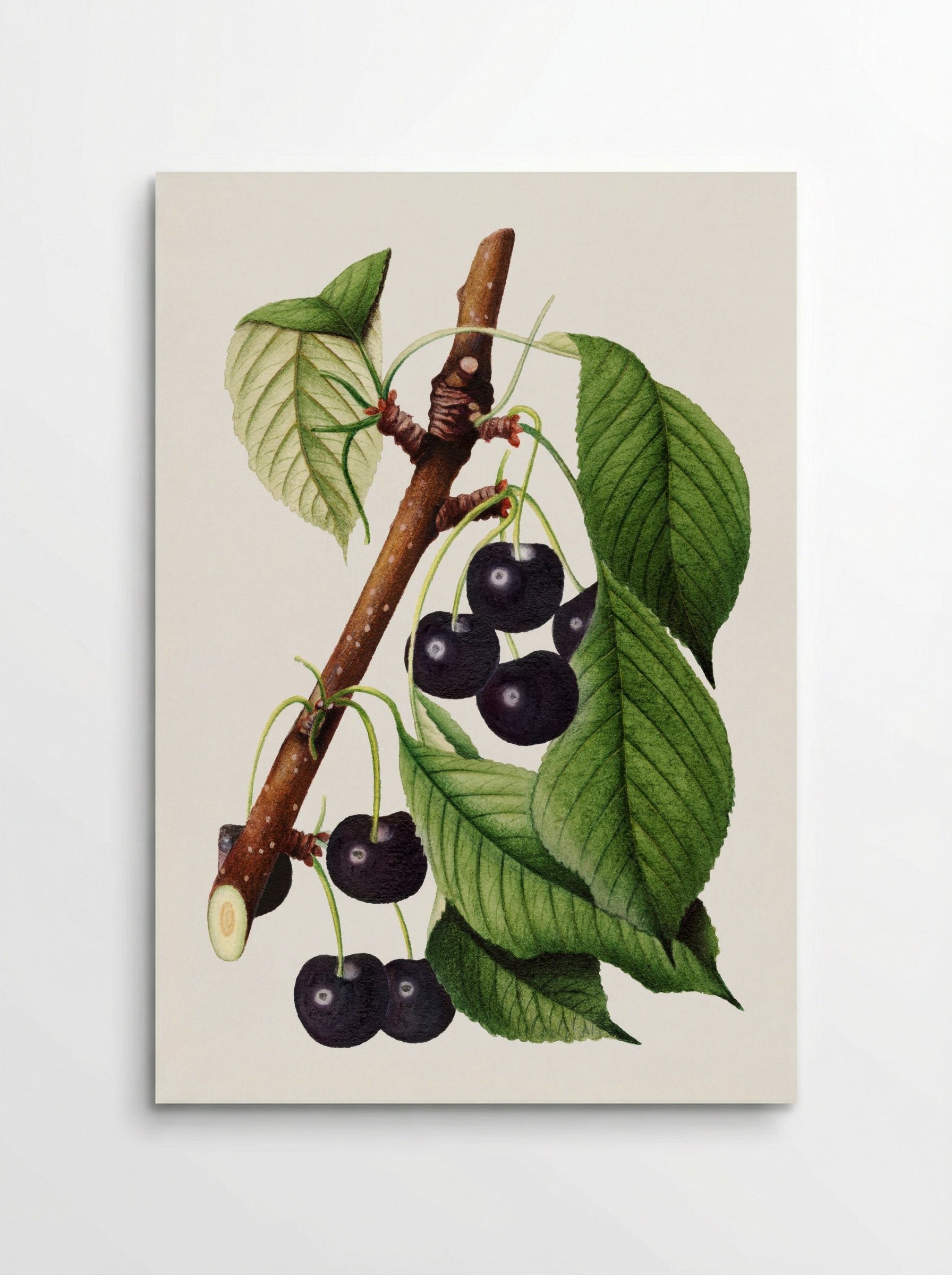 Cherries (Prunus Avium) (1892) - William Henry Prestele - Poster
