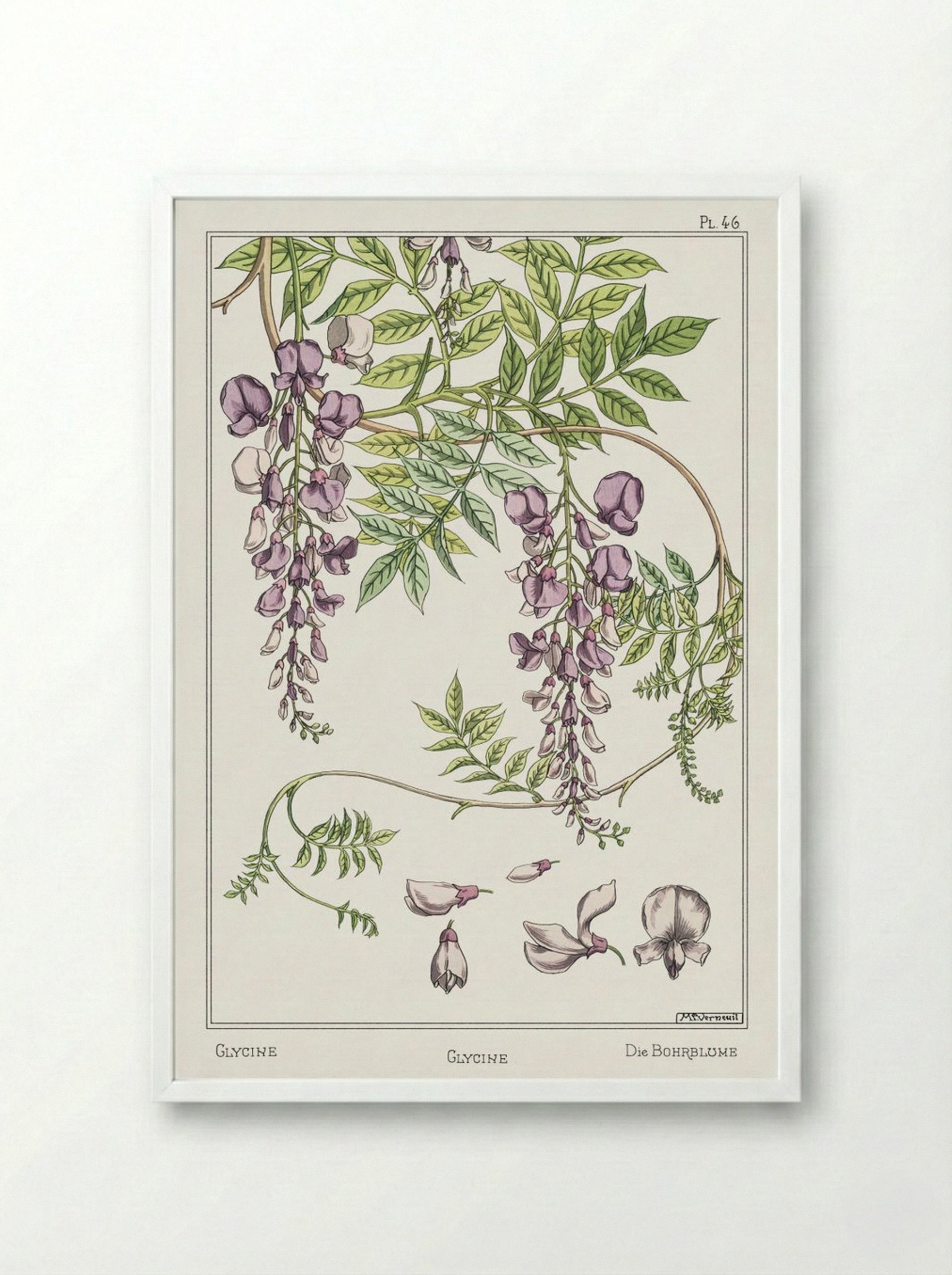 Glycine, Wisteria - Maurice Pillard Verneuil - Framed Print White