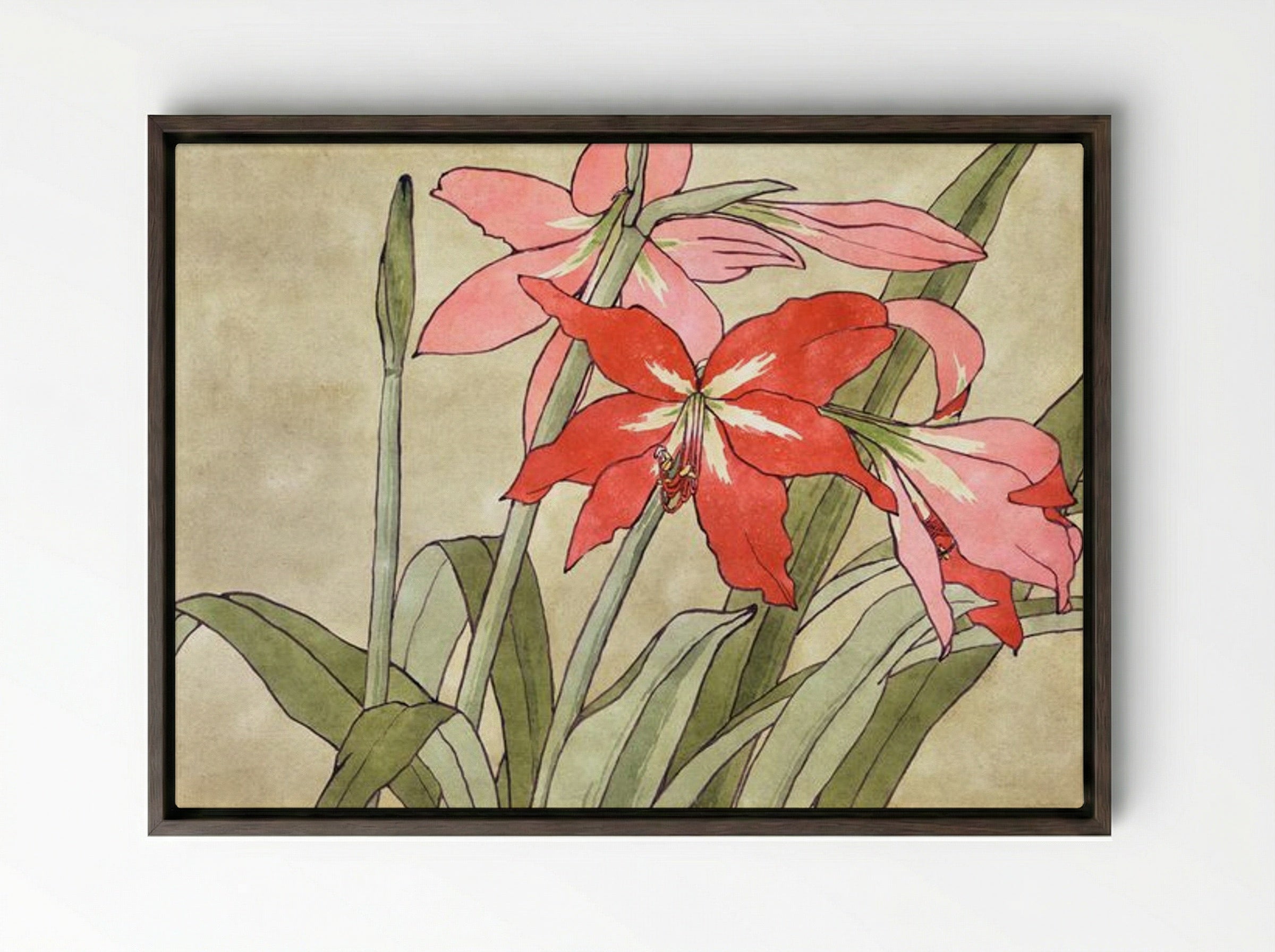 Amaryllis - Hannah Borger Overbeck - Framed Canvas Dark Wood