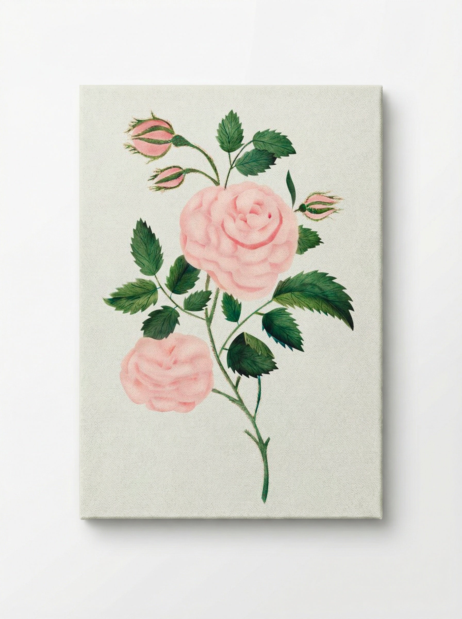 Damask Rose - Mary Altha Nims - Canvas