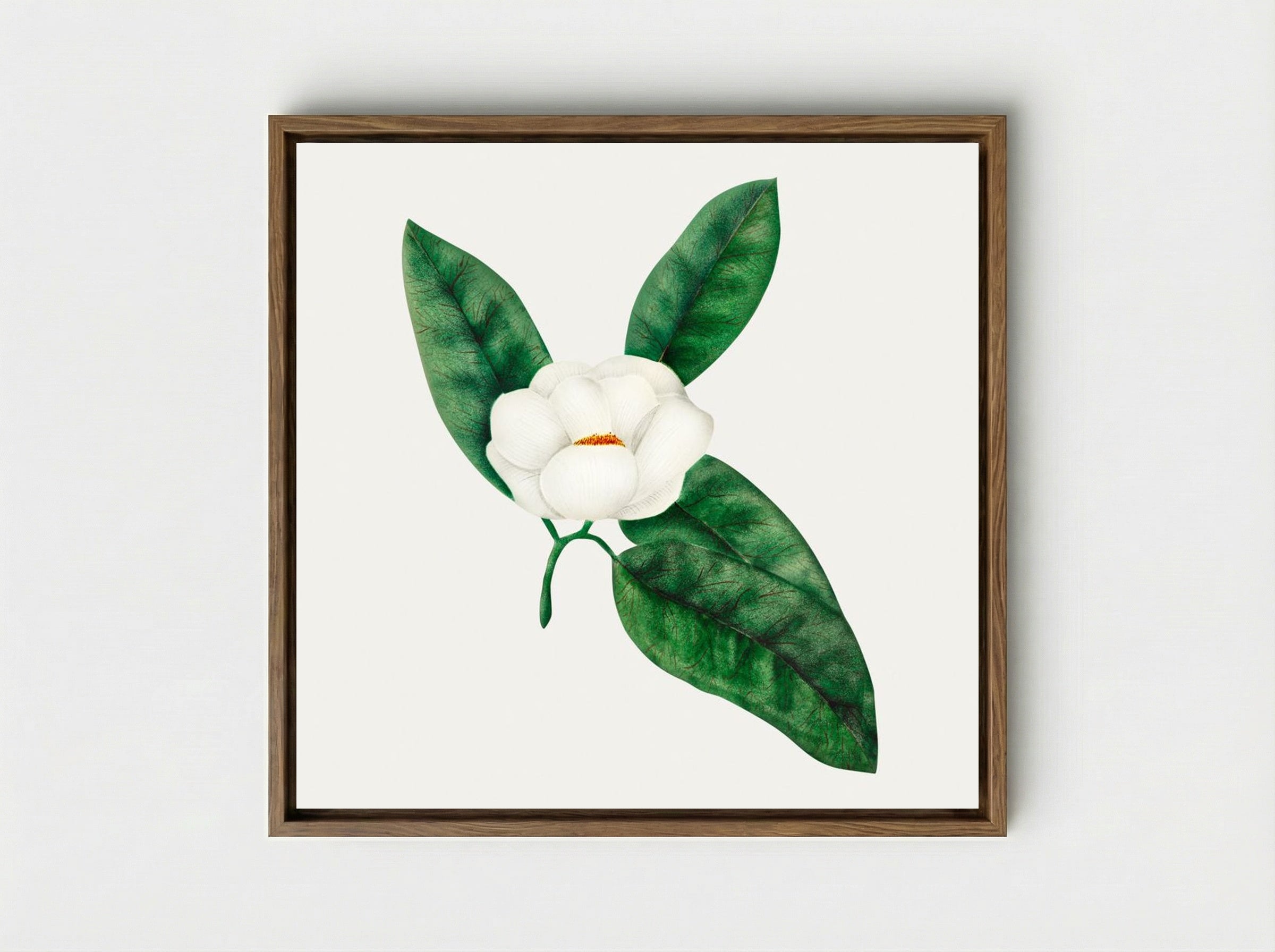 Magnolia - Mary Altha Nims - Framed Canvas Wood