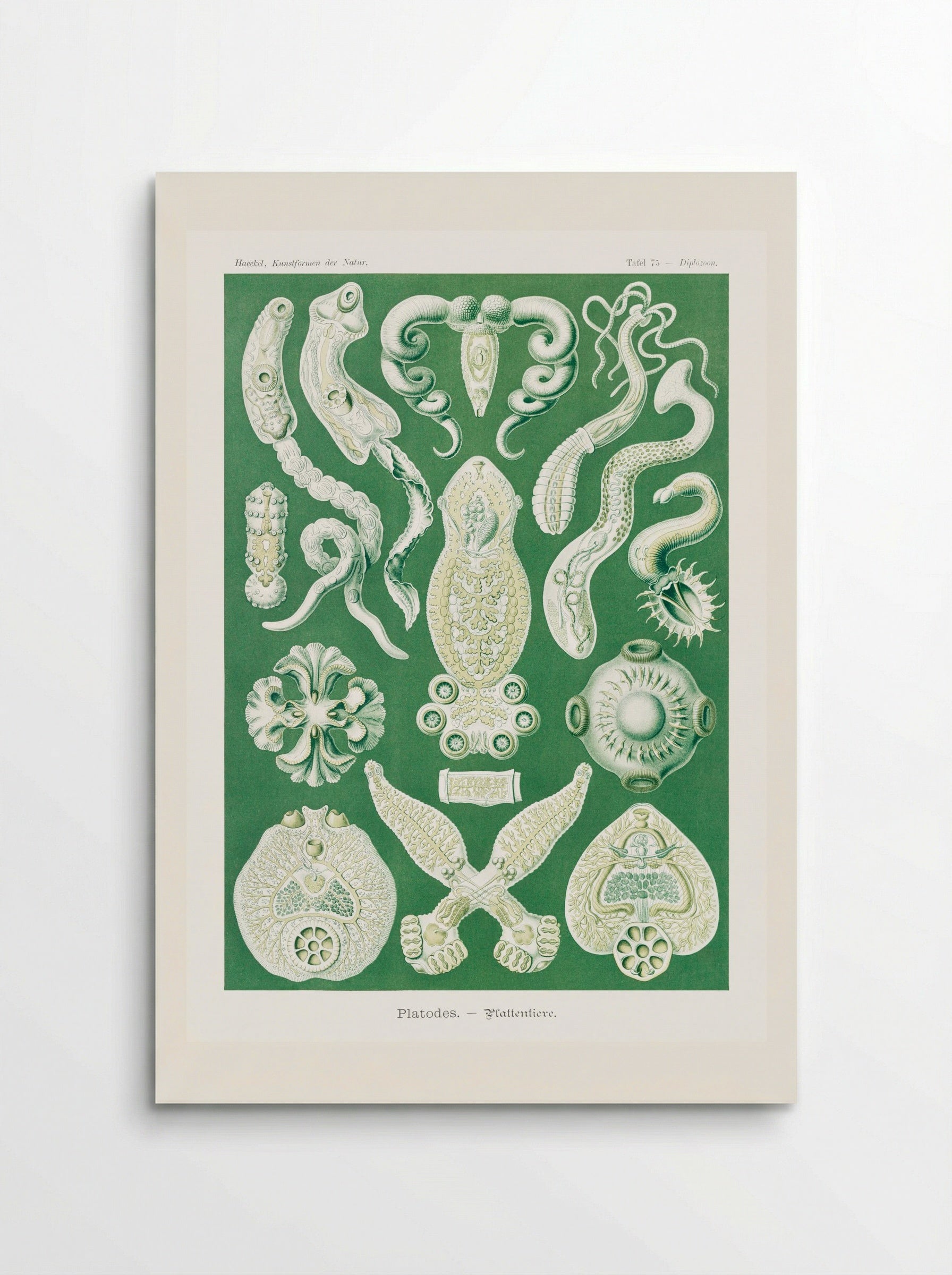 Platodes-Plattentiere (1904) - Ernst Haeckel - Poster