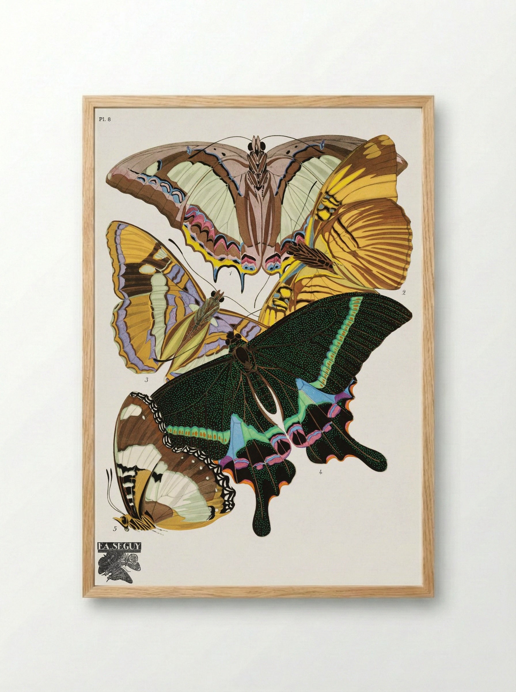 Butterflies (Plate 8) - Émile-Allain Séguy - Framed Print Wood