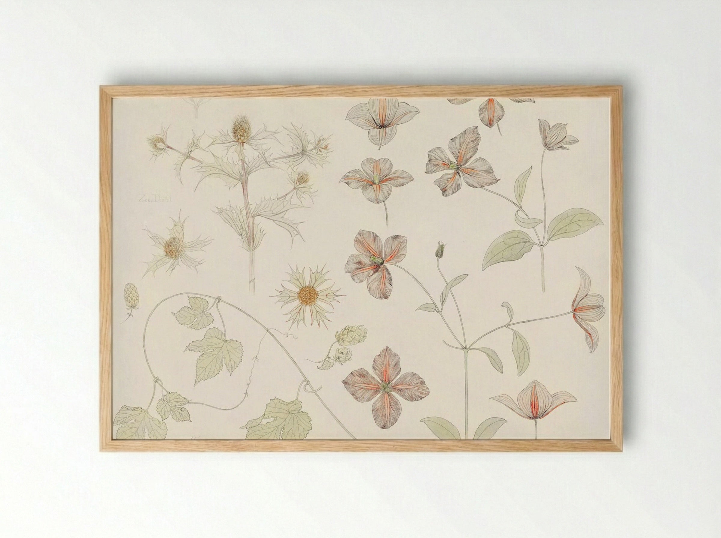 Study Sheet with Sea Thistle, Hop and Clematis - Julie de Graag - Framed Print Wood