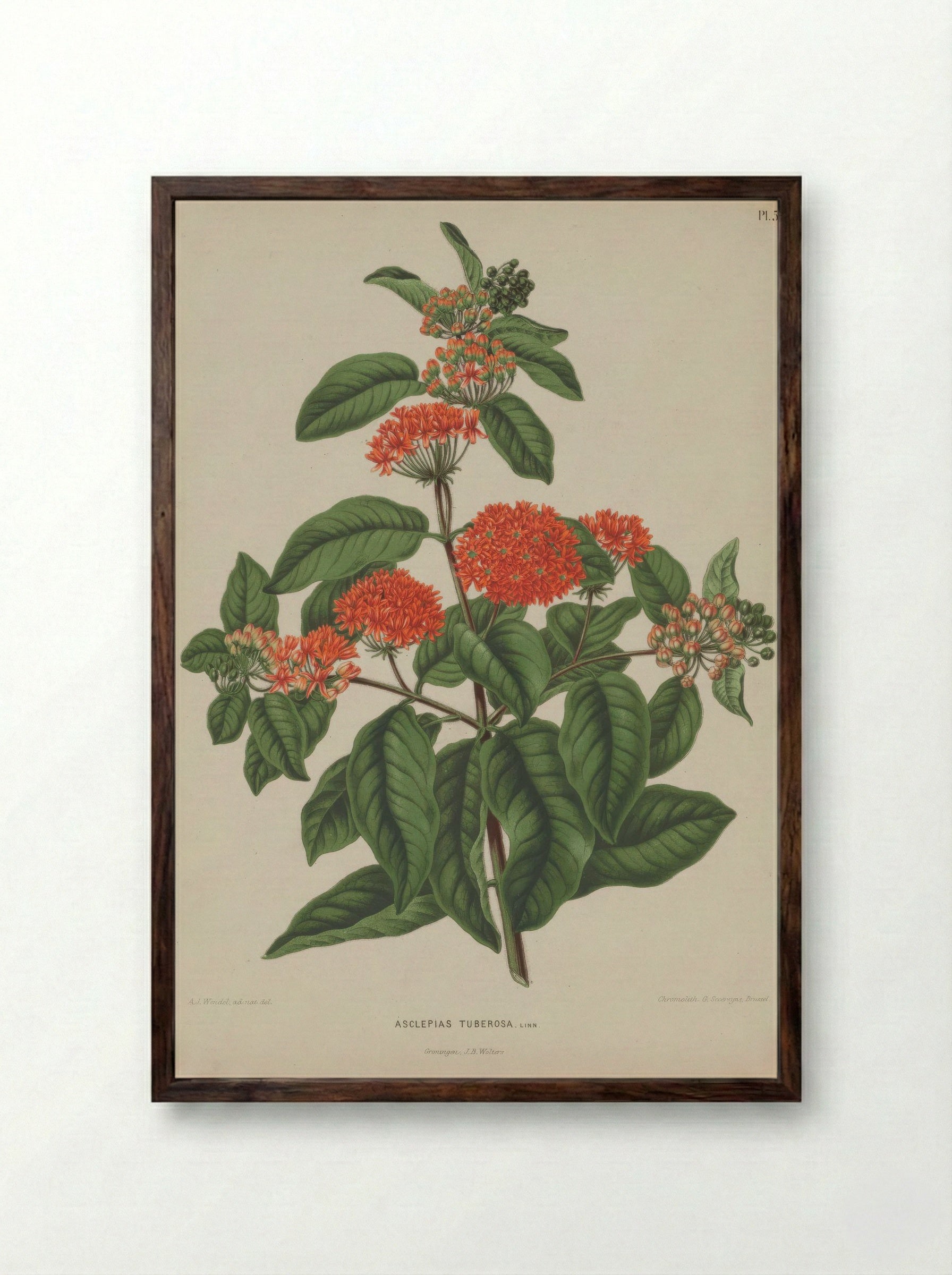 Asclepias Tuberosa L. - A. J. Wendel - Framed Print Dark Wood